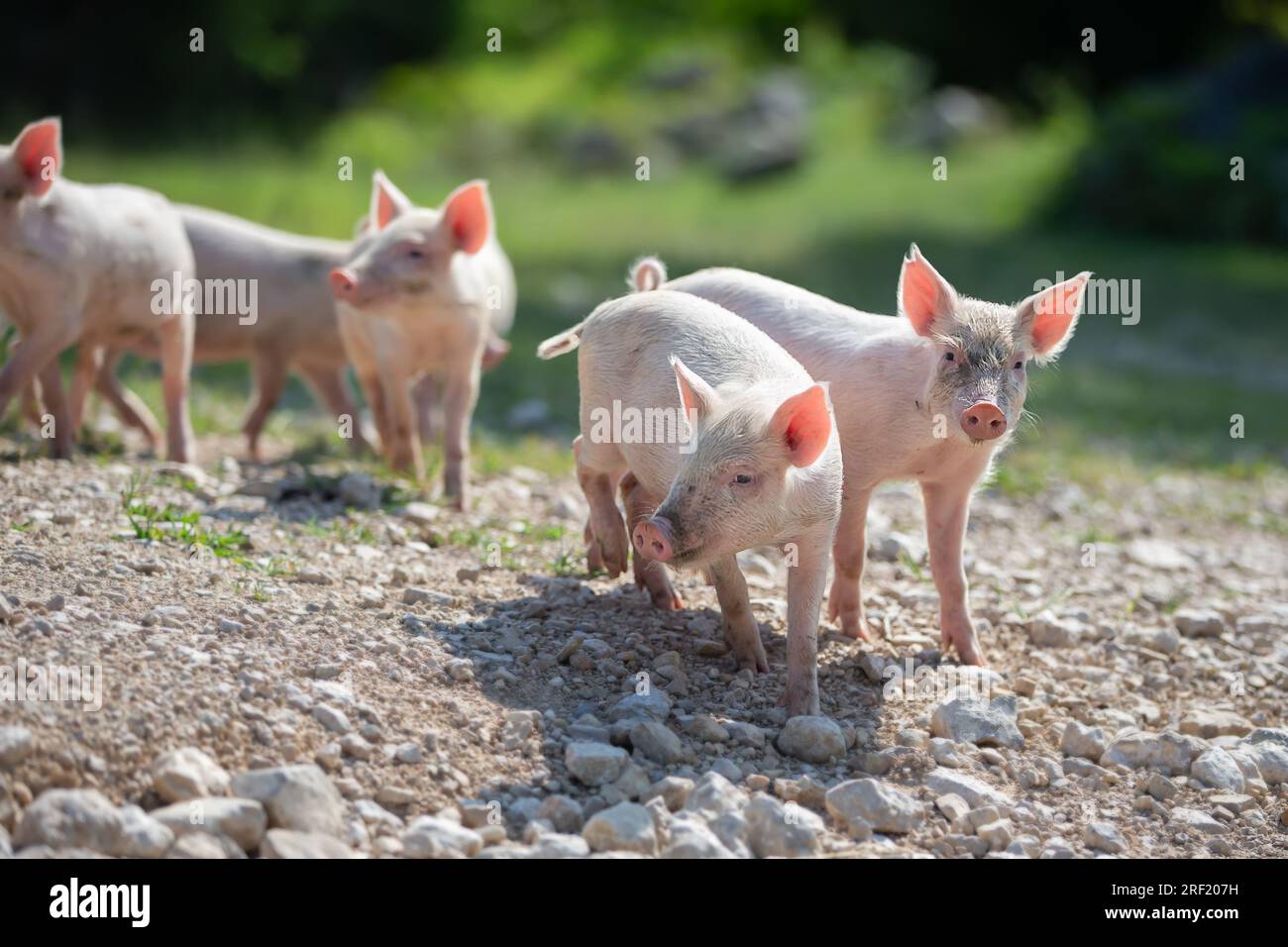 I piccoli maialini divertenti camminano nella natura. I piccoli maialini divertenti camminano nella natura. Un gruppo di graziosi maialini rosa corre attraverso l'erba. Foto Stock