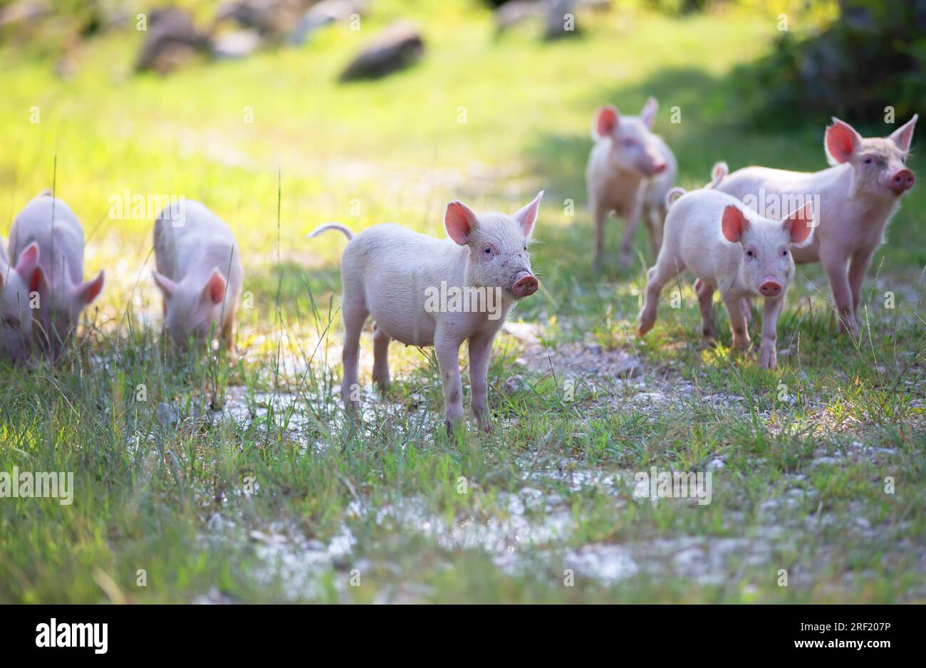 I piccoli maialini divertenti camminano nella natura. I piccoli maialini divertenti camminano nella natura. Un gruppo di graziosi maialini rosa corre attraverso l'erba. Foto Stock