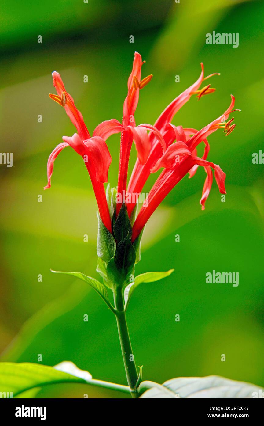 Guardia cardinale (Pachystachys coccinea) Foto Stock