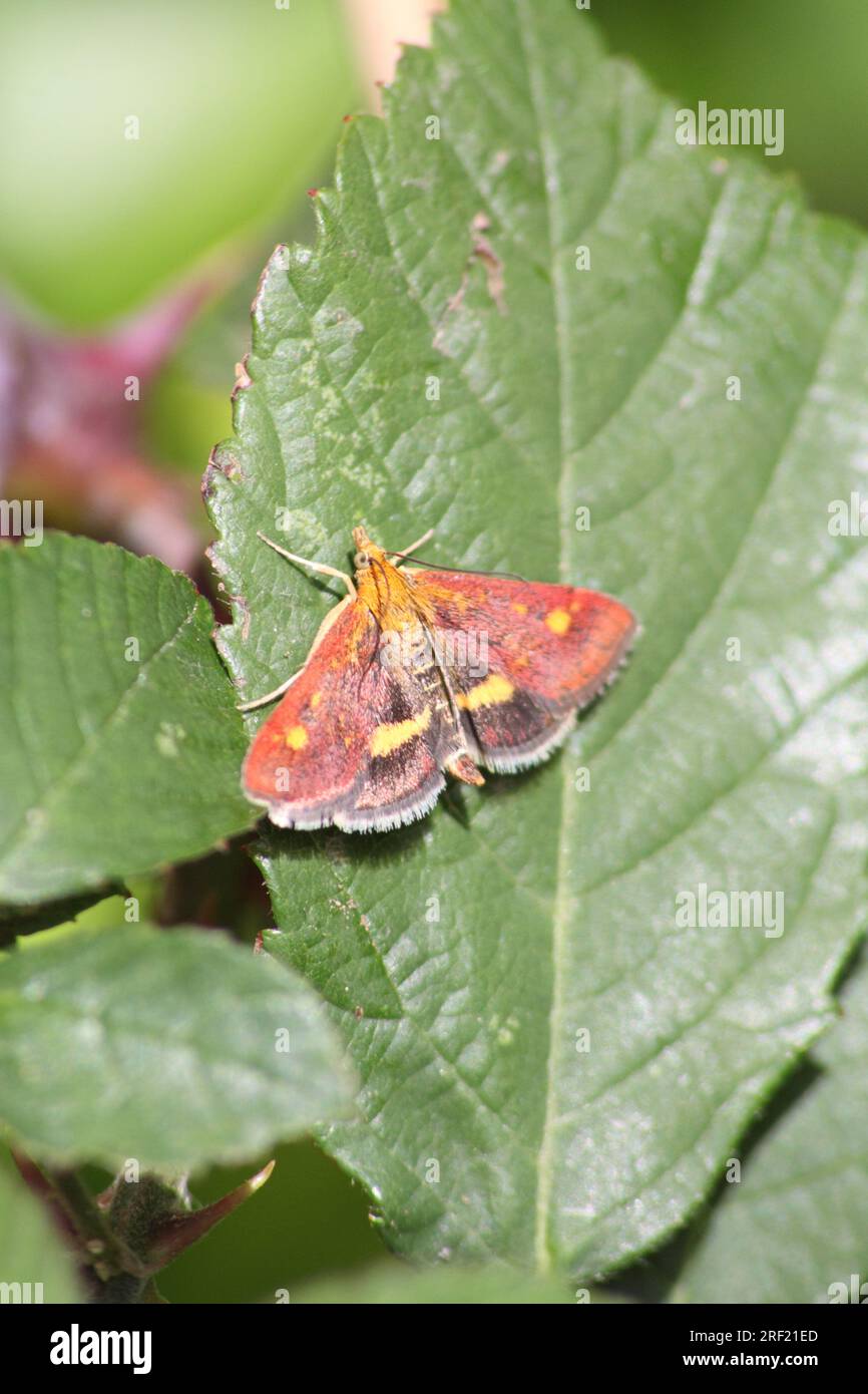 Mint Moth (pyrausta aurata) durante il giorno in un Cotswolds Garden Hook norton Oxfordshire Inghilterra regno unito Foto Stock
