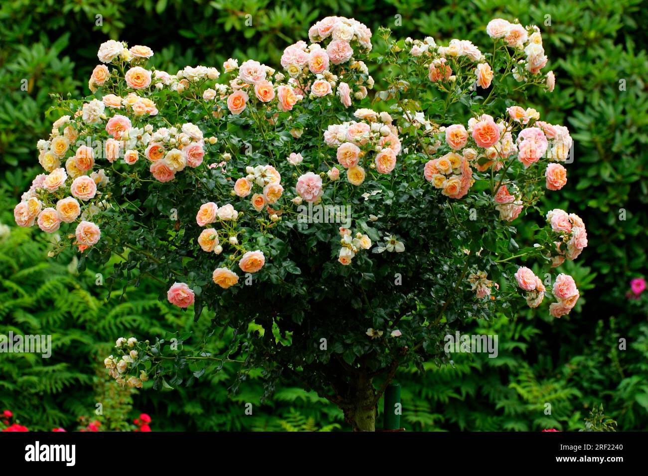 Rosa "Heckenzauber" (rosa) Foto Stock