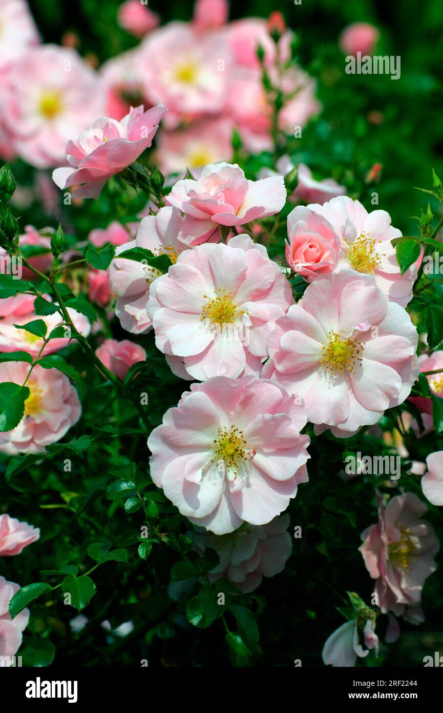 Rosa "Koeniginmutter" (Rosa) Foto Stock