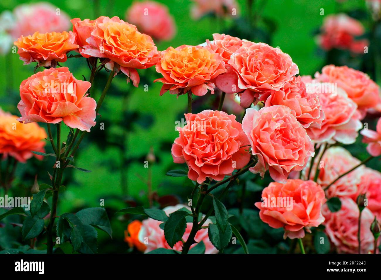 Rosa "Teezeit" (Rosa) Foto Stock