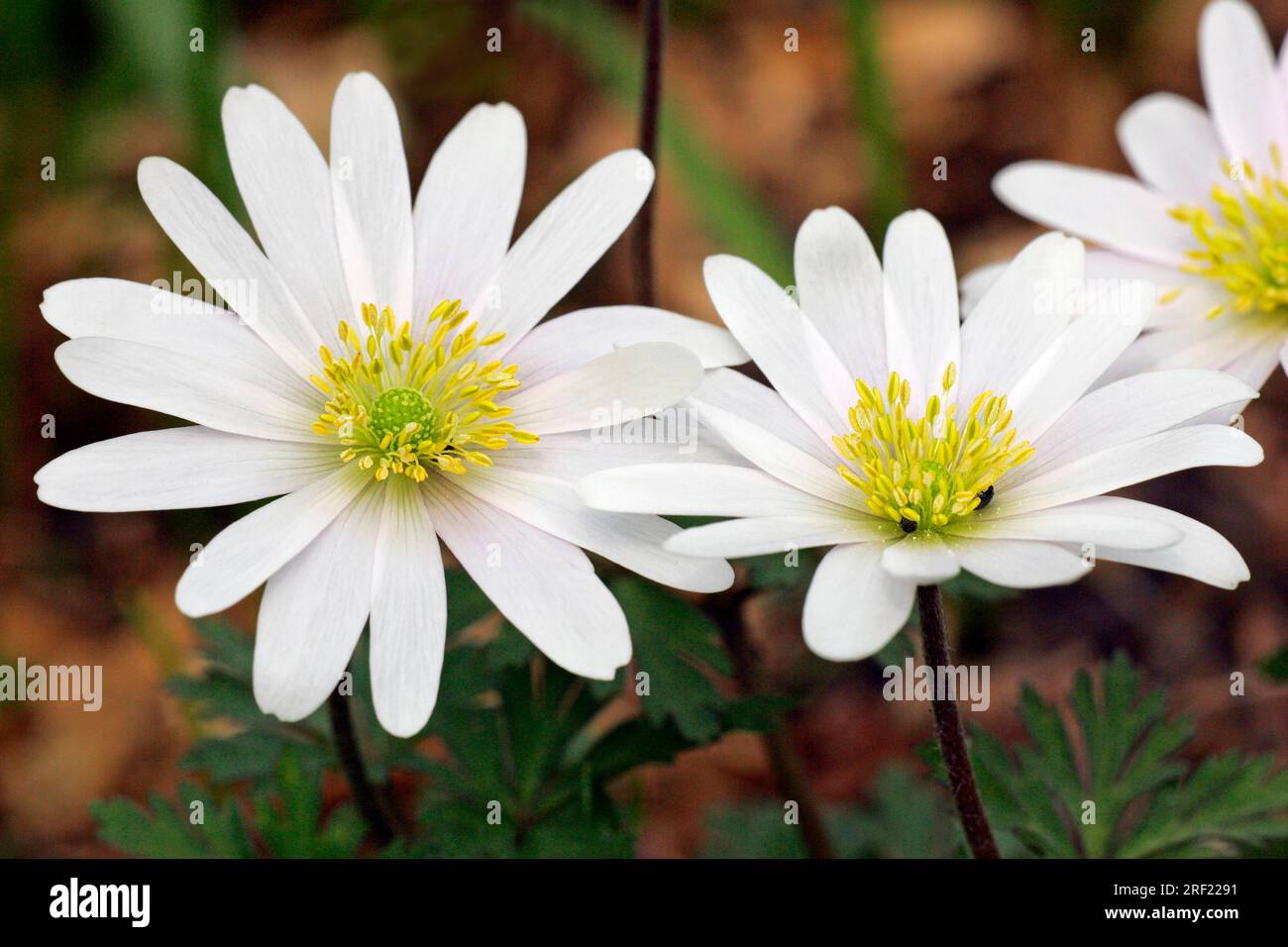 Anemone balcanico "White Splendour", fiore di vento greco (Anemone blanda), anemone balcanico, anemone balcanico Foto Stock