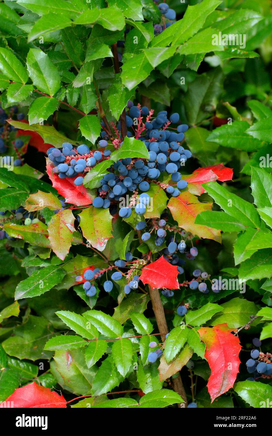 Oregon-uva (Mahonia aquifolium) Foto Stock