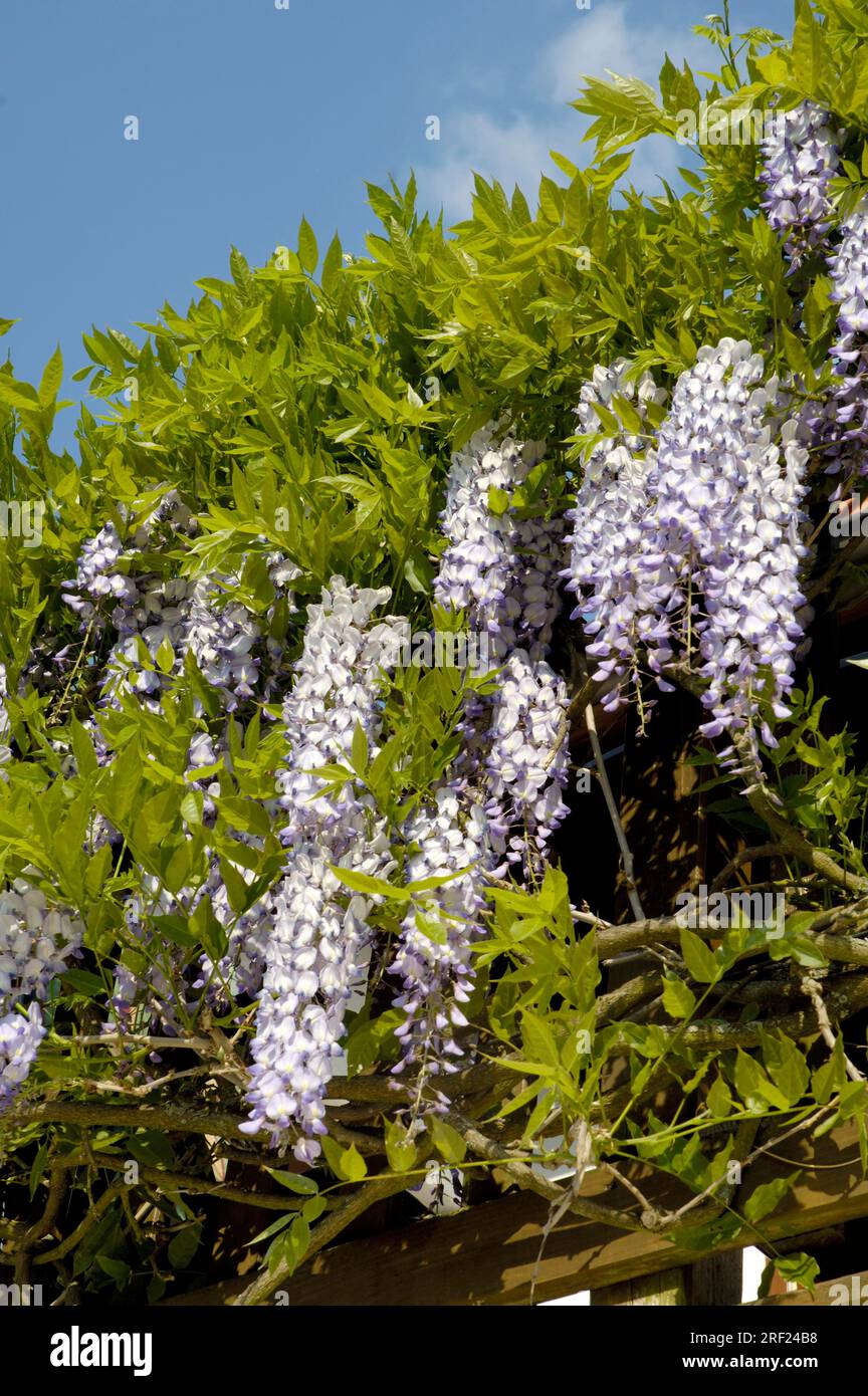 Glicine cinese (Wisteria chinensis) (Wisteria sinensis) Foto Stock