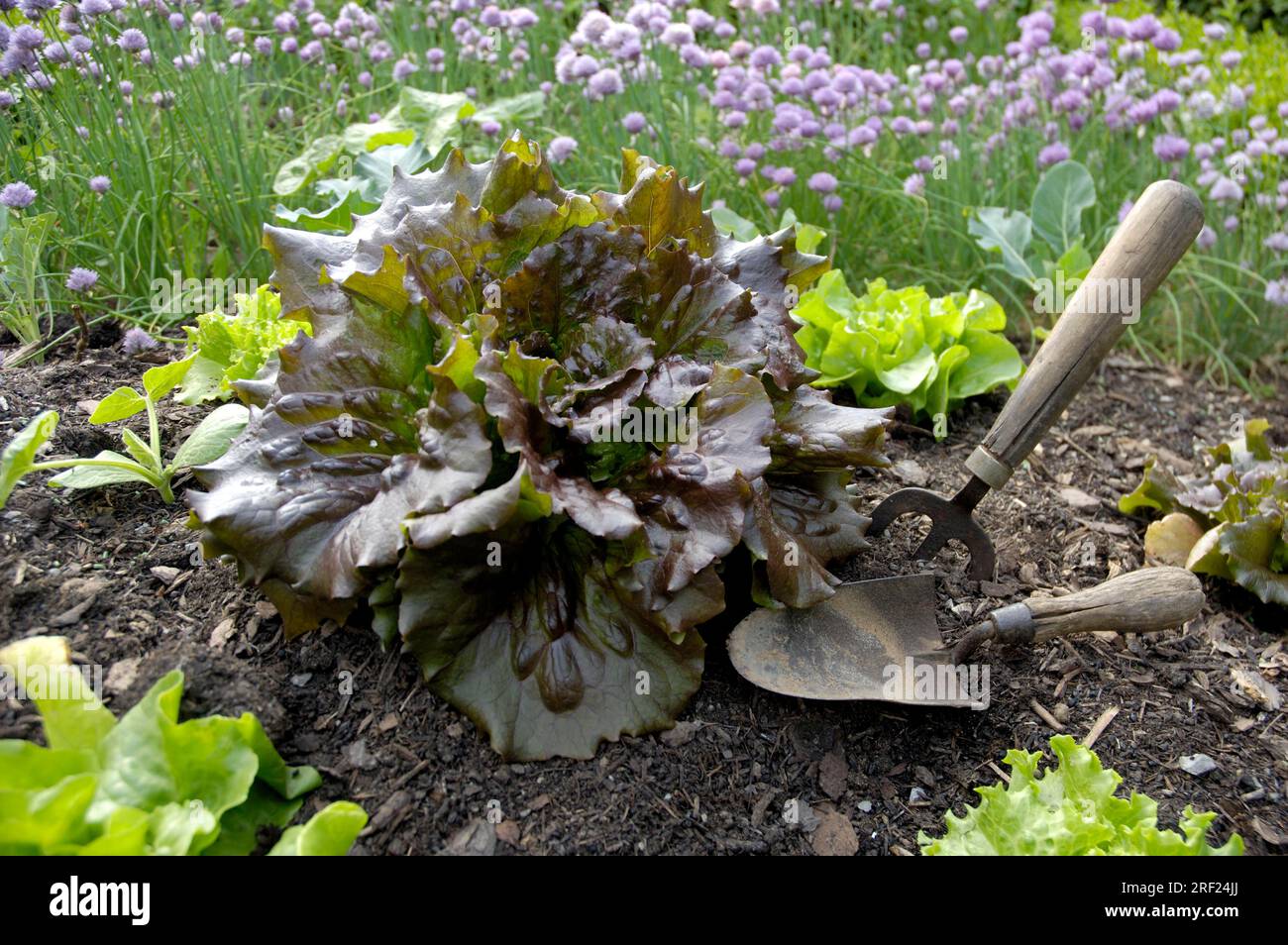 Lattuga Batavia, iceberg lattuga rossa (Lactuca sativa var. capitata), attrezzi da giardino Foto Stock