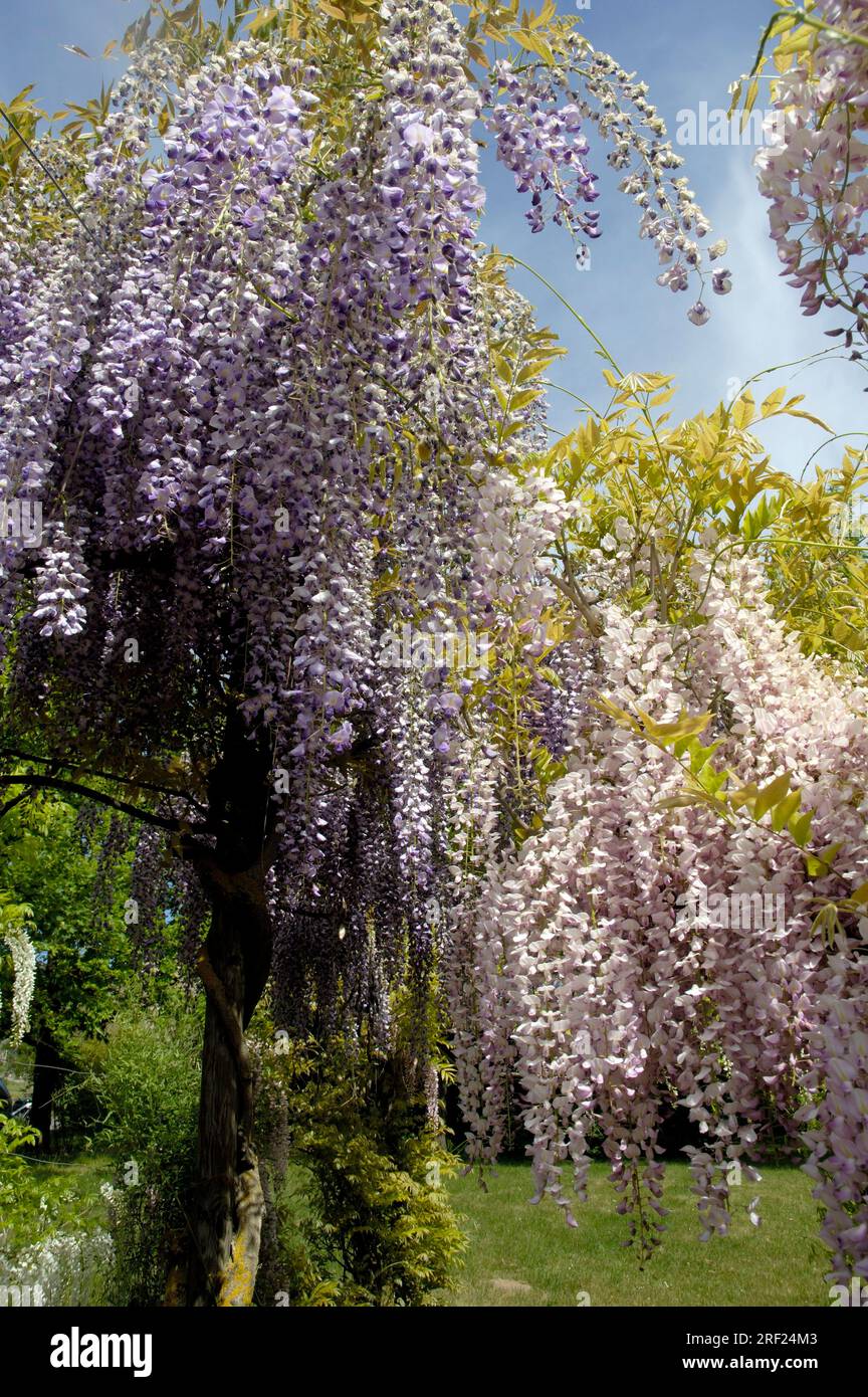 Glicine cinese (Wisteria chinensis) (Wisteria sinensis) Foto Stock