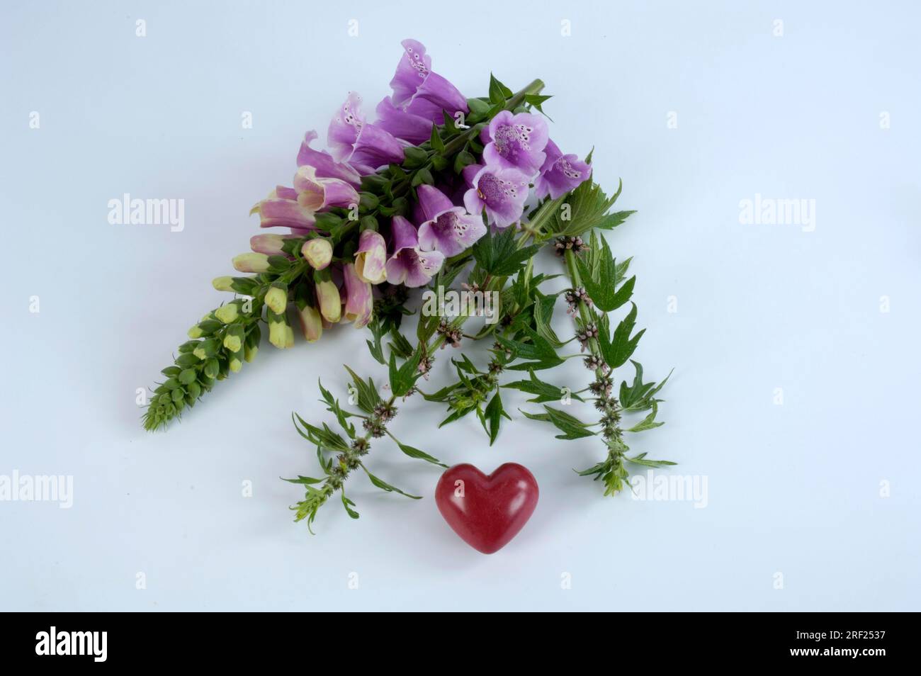 foxglove comune (Digitalis purpurea) e cuore vero (Leonurus cardiaca), cuore rosso, vera coda di leone Foto Stock