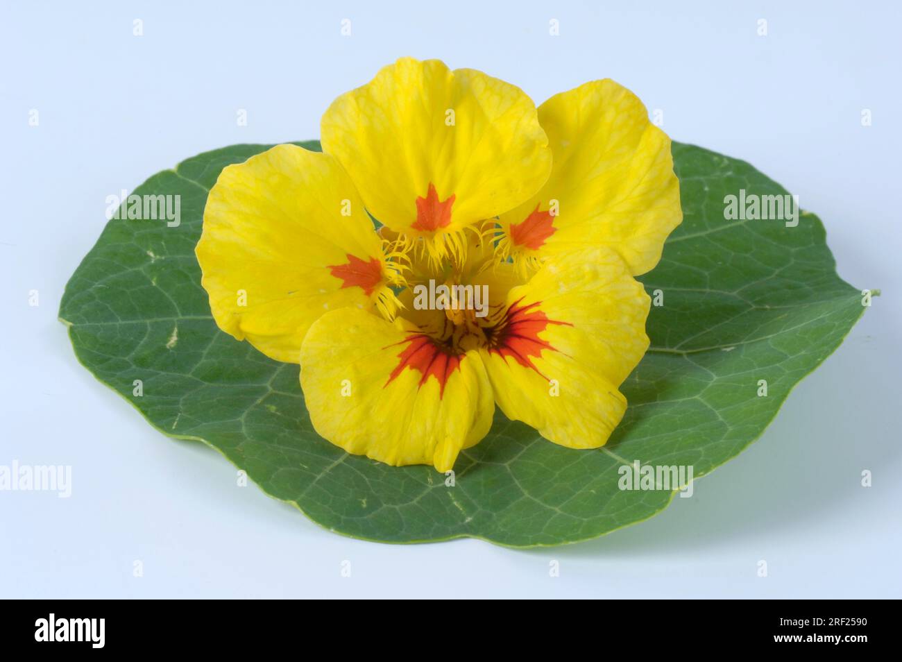 Nasturtium "ghiaccio di fragola" (Tropaeolum majus) Foto Stock