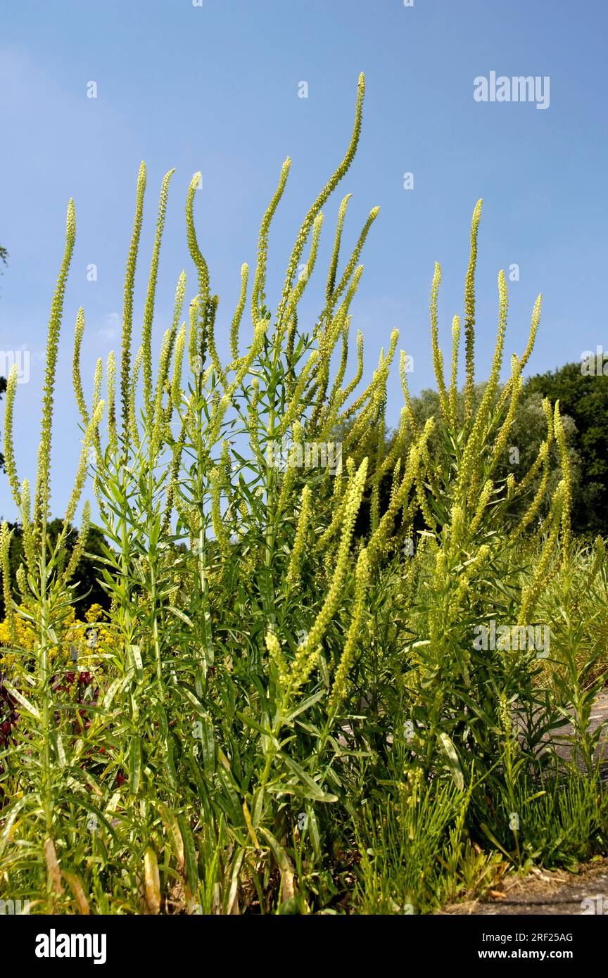 Reseda luteola, Resedaceae, Resedaceae, Reseda luteola, Reseda luteola, Resedaceae, Resedaceae, Resedaceae, Resedaceae, Resedaceae Foto Stock