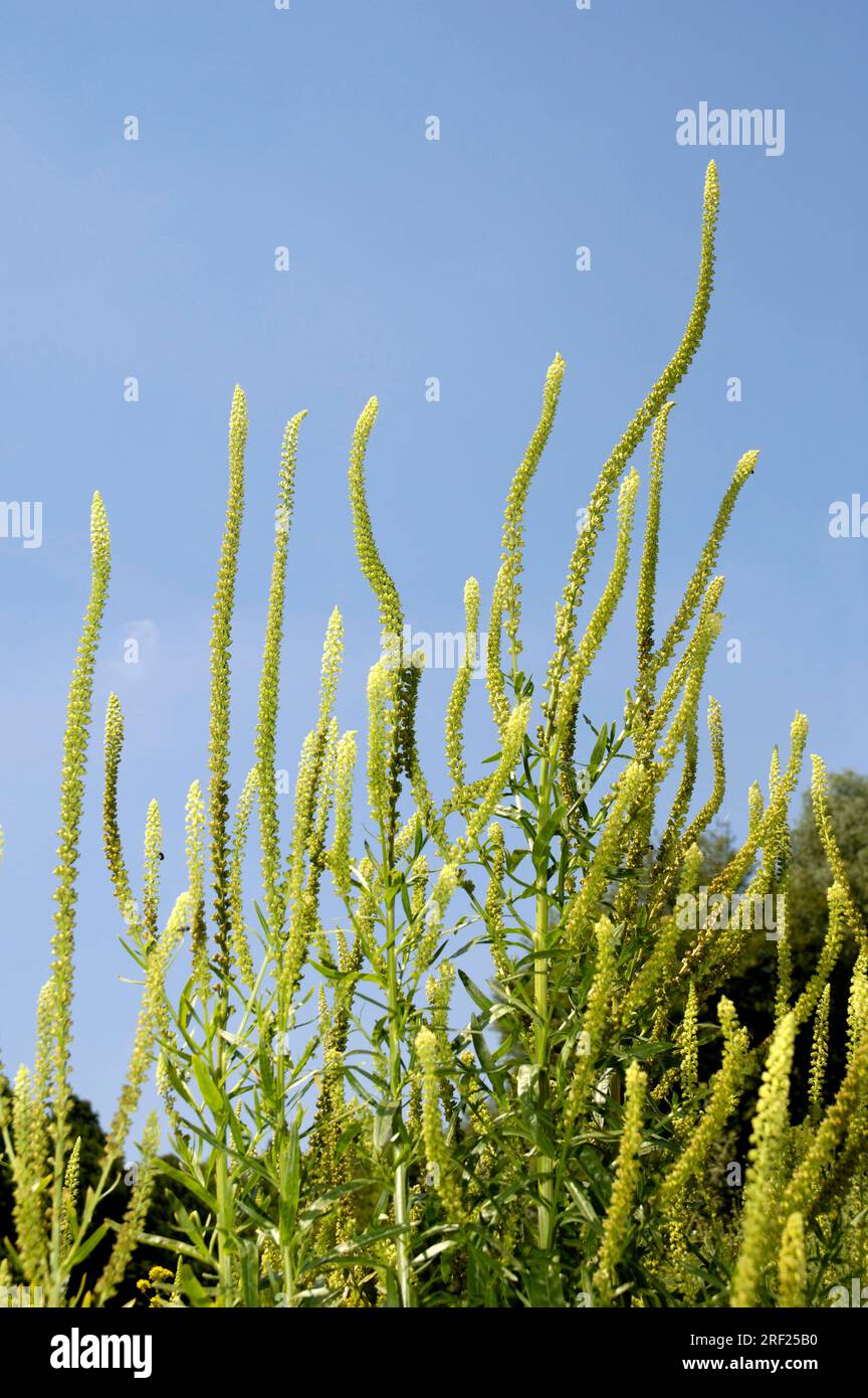 Reseda luteola, Resedaceae, Resedaceae, Reseda luteola, Reseda luteola, Resedaceae, Resedaceae, Resedaceae, Resedaceae, Resedaceae Foto Stock