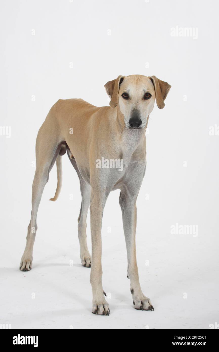 Sloughi, levriero arabo, Slughi Foto Stock