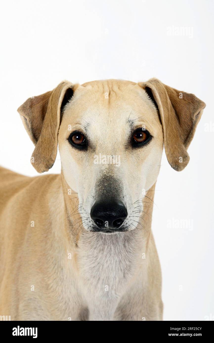 Sloughi, levriero arabo, Slughi Foto Stock