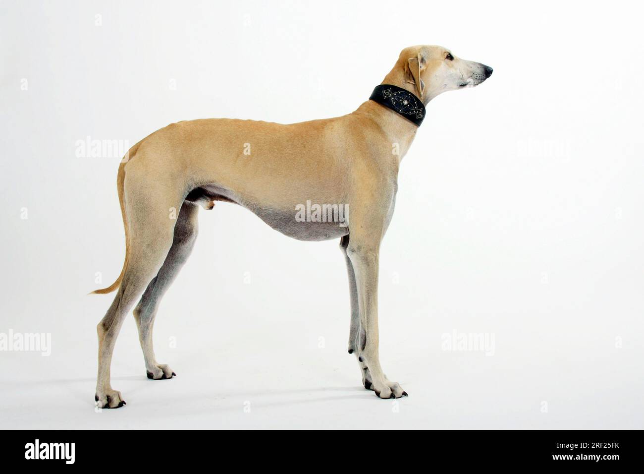 Sloughi, levriero arabo, Slughi, laterale Foto Stock