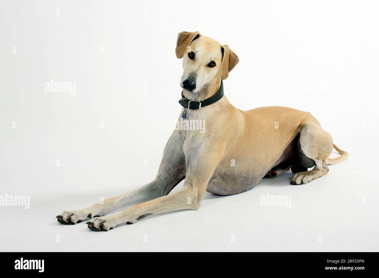 Sloughi, levriero arabo, Slughi Foto Stock