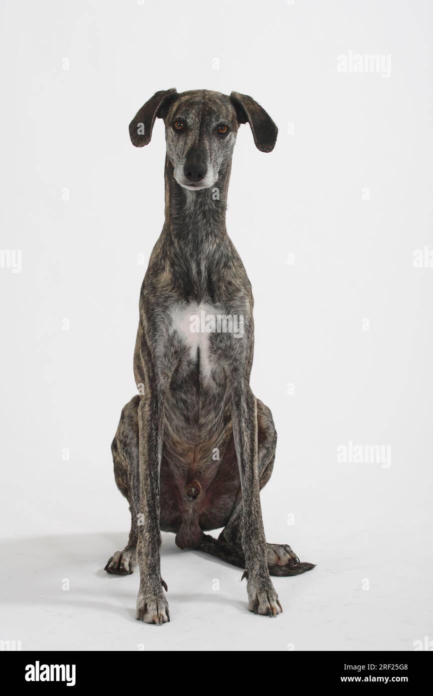 Sloughi, levriero arabo, Slughi, maschio Foto Stock