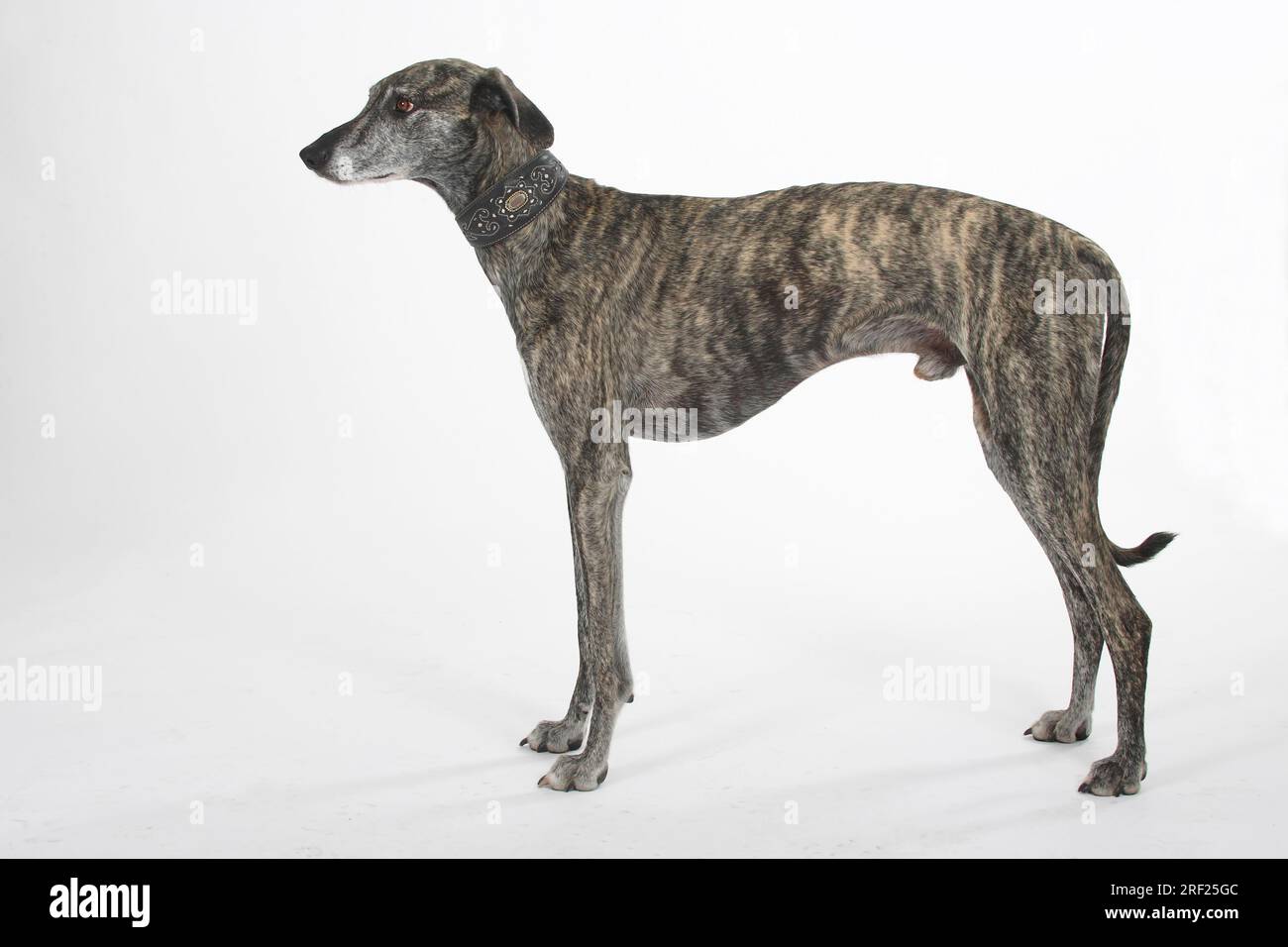 Sloughi, levriero arabo, Slughi, laterale Foto Stock