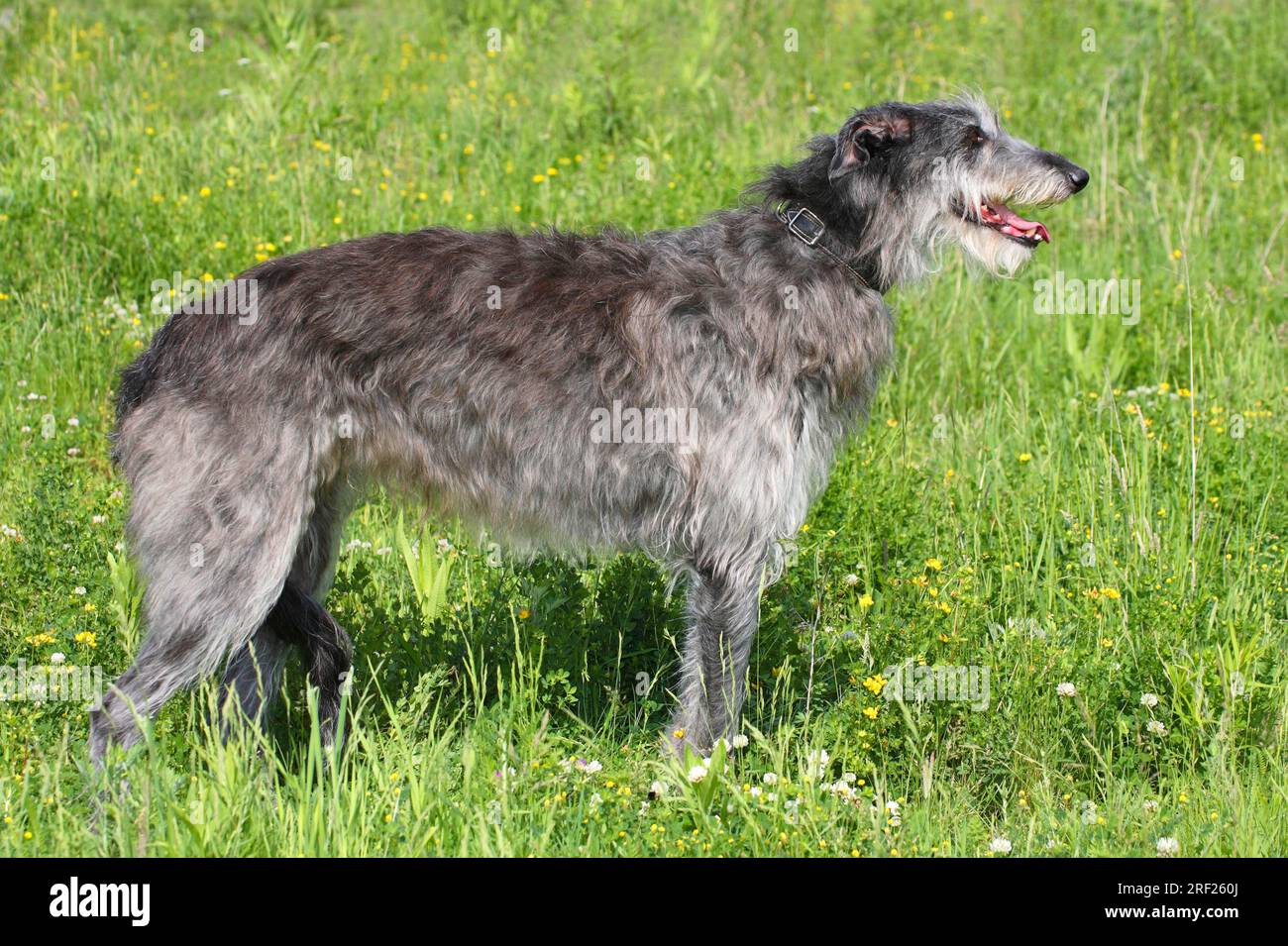 Scottish Deerhound, Scottish Deerhound, Sideways Foto Stock