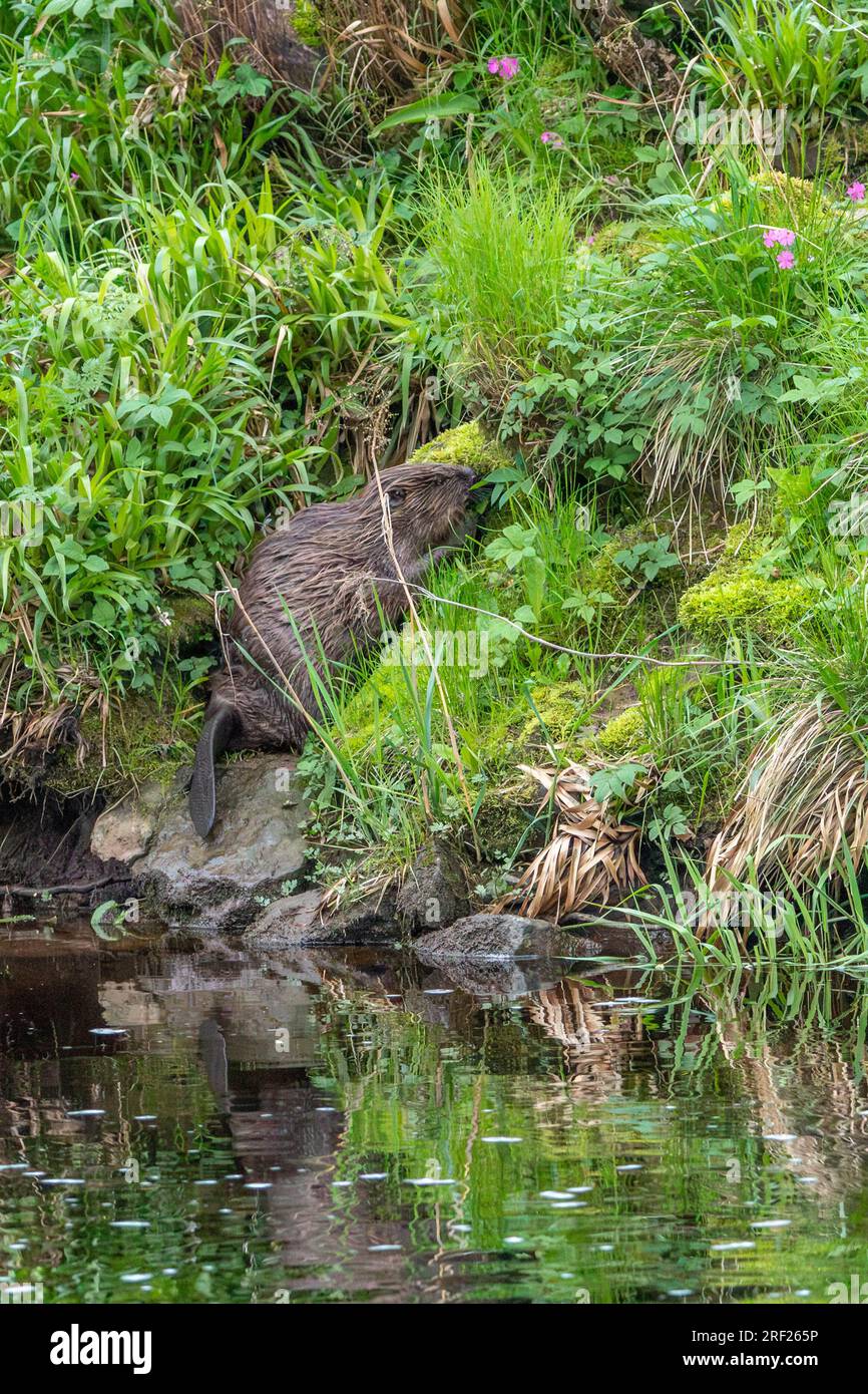 Un castoro (Castor Fibre) che mangia vegetazione sulla riva del fiume Ericht. Foto Stock
