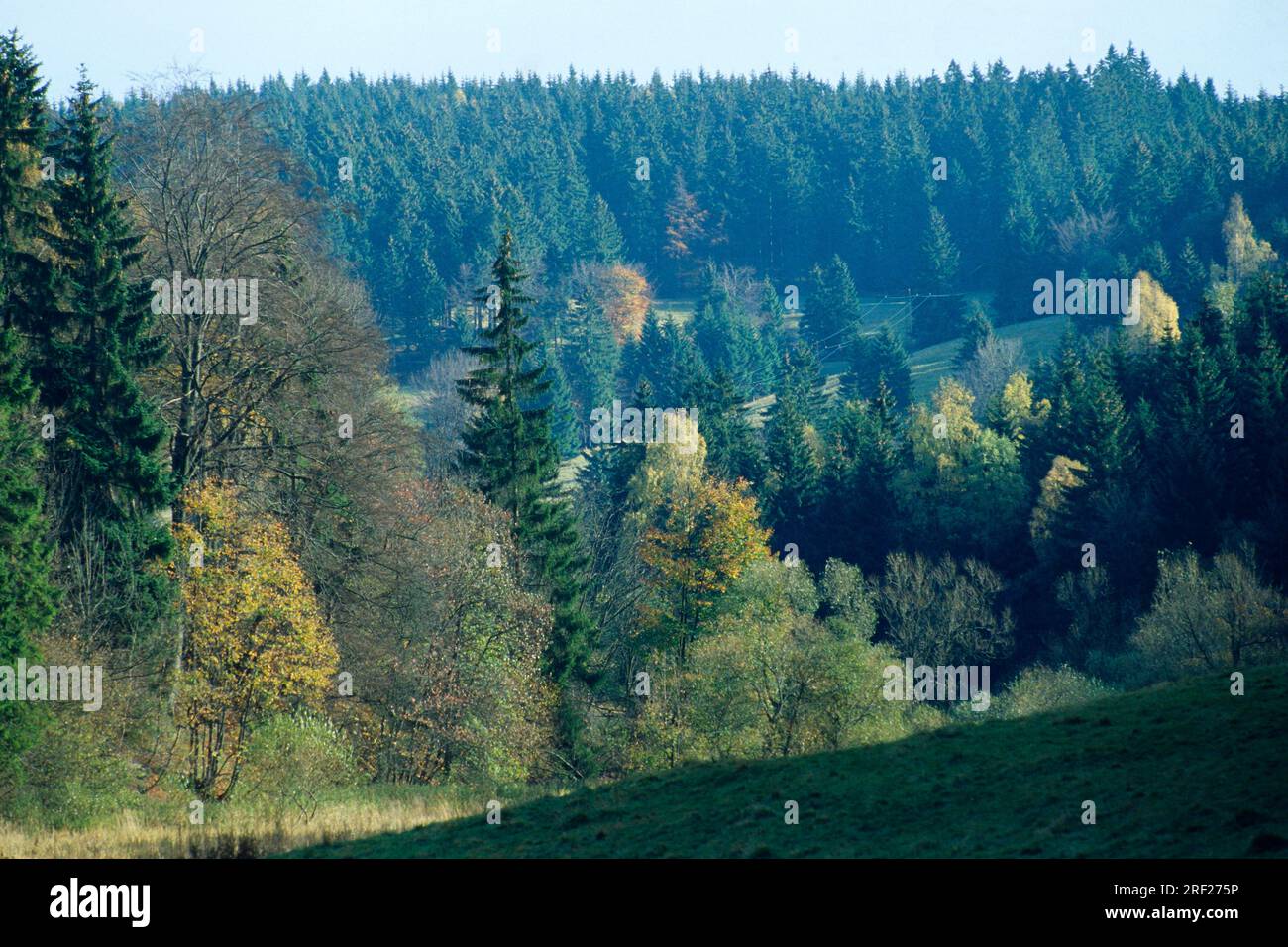 Finsterbachtal, Turingia Forest, Turingia, Germania Foto Stock