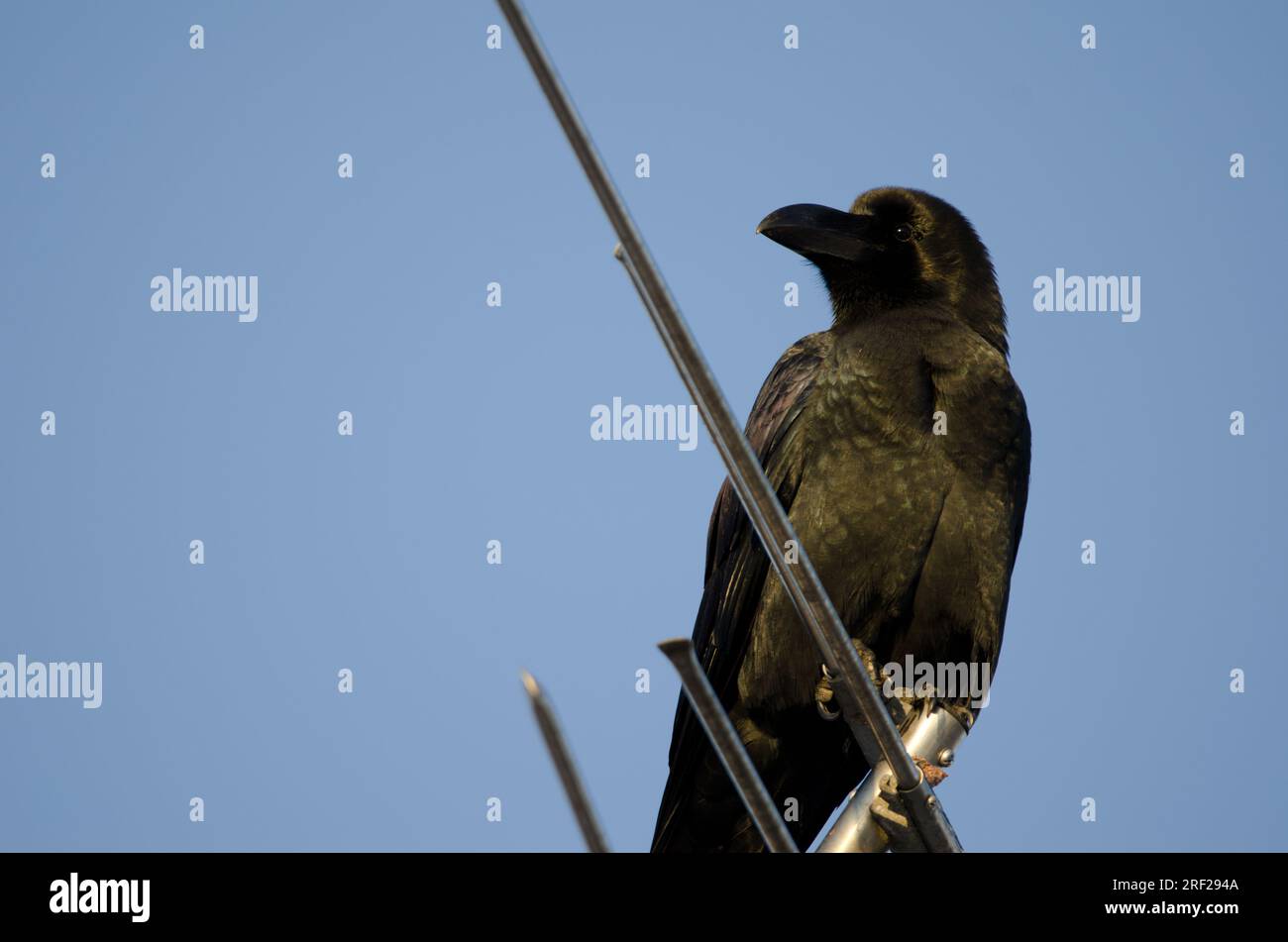 Corvo a becco grosso Corvus macrorhynchos japonensis su un'antenna. Kushiro. Hokkaido. Giappone. Foto Stock