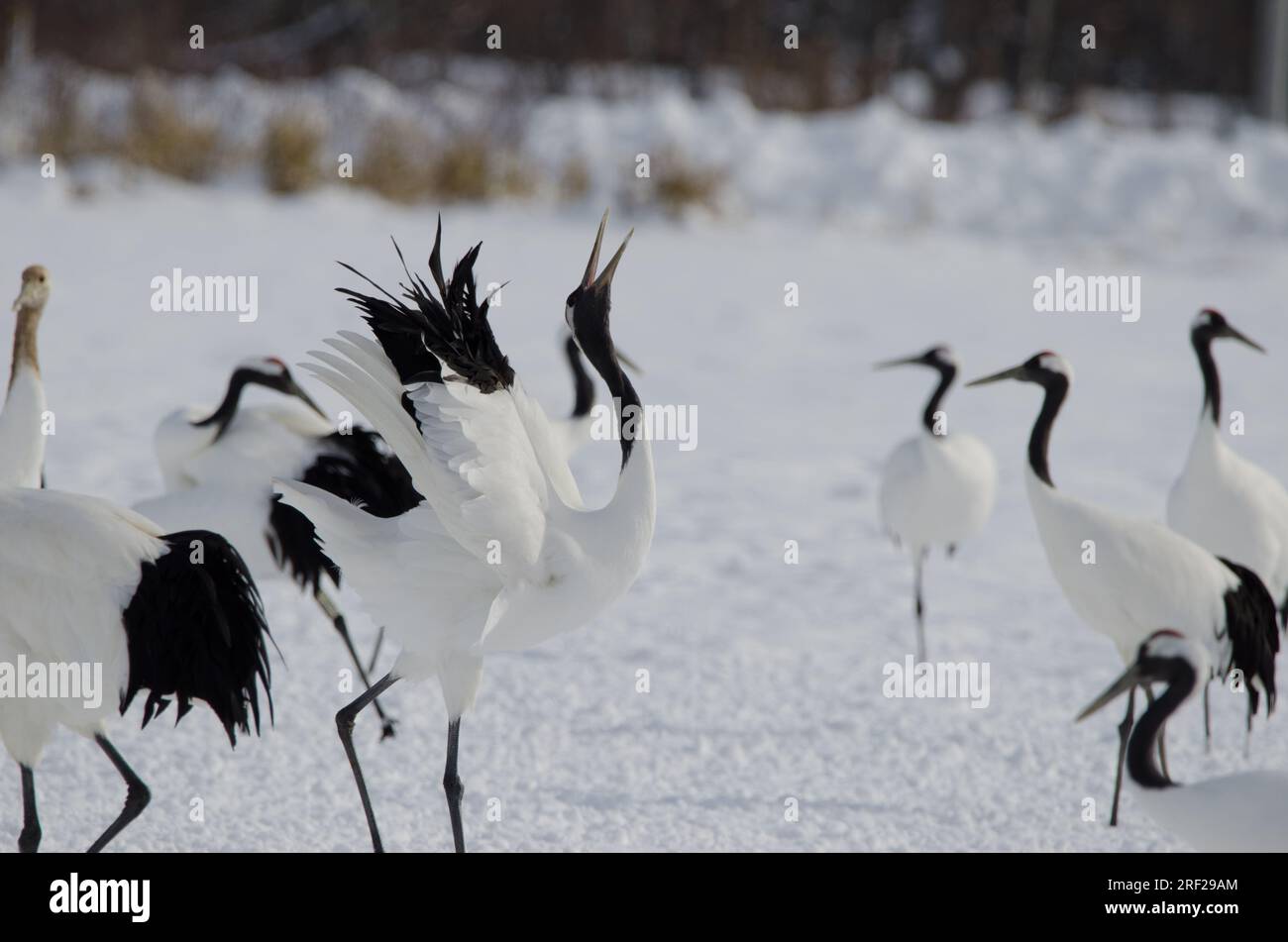 Gru a corona rossa Grus japonensis honking. Santuario Tsurui-Ito Tancho. Kushiro. Hokkaido. Giappone. Foto Stock