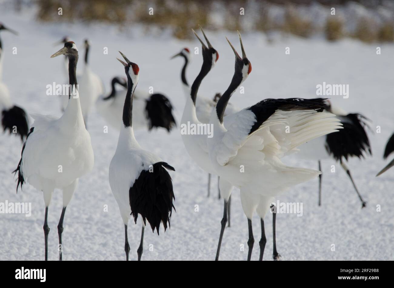 Gru a corona rossa Grus japonensis honking. Santuario Tsurui-Ito Tancho. Kushiro. Hokkaido. Giappone. Foto Stock