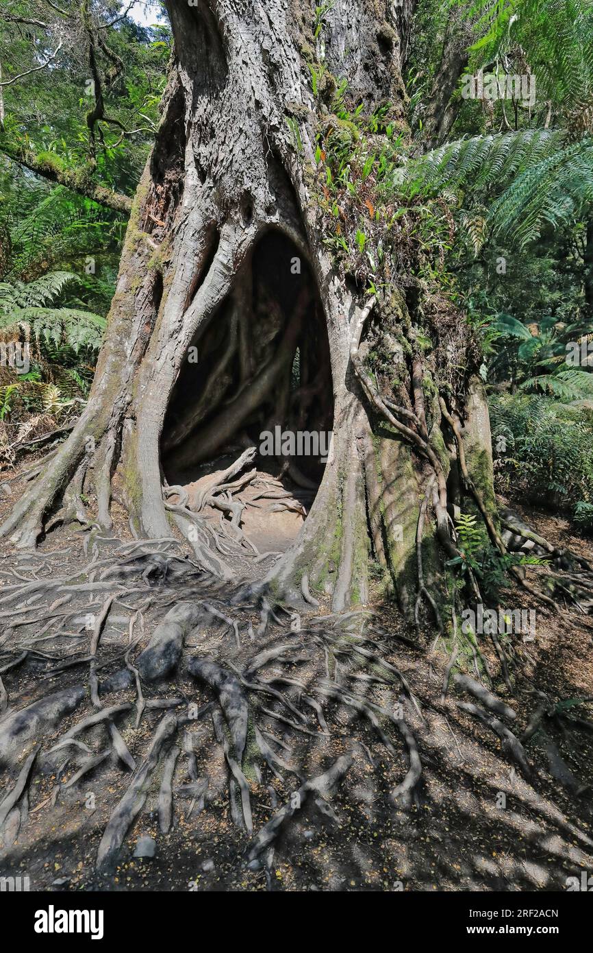 790 faggio di mirto coperto di muschio - Nothofagus cunninghamii - sulla passeggiata nella foresta pluviale vicino ad Apollo Bay. Victoria-Australia. Foto Stock