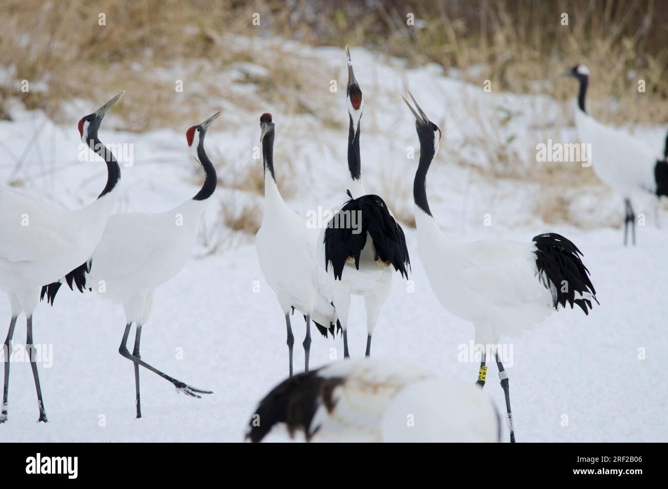 Gru a corona rossa Grus japonensis honking. Santuario Tsurui-Ito Tancho. Kushiro. Hokkaido. Giappone. Foto Stock