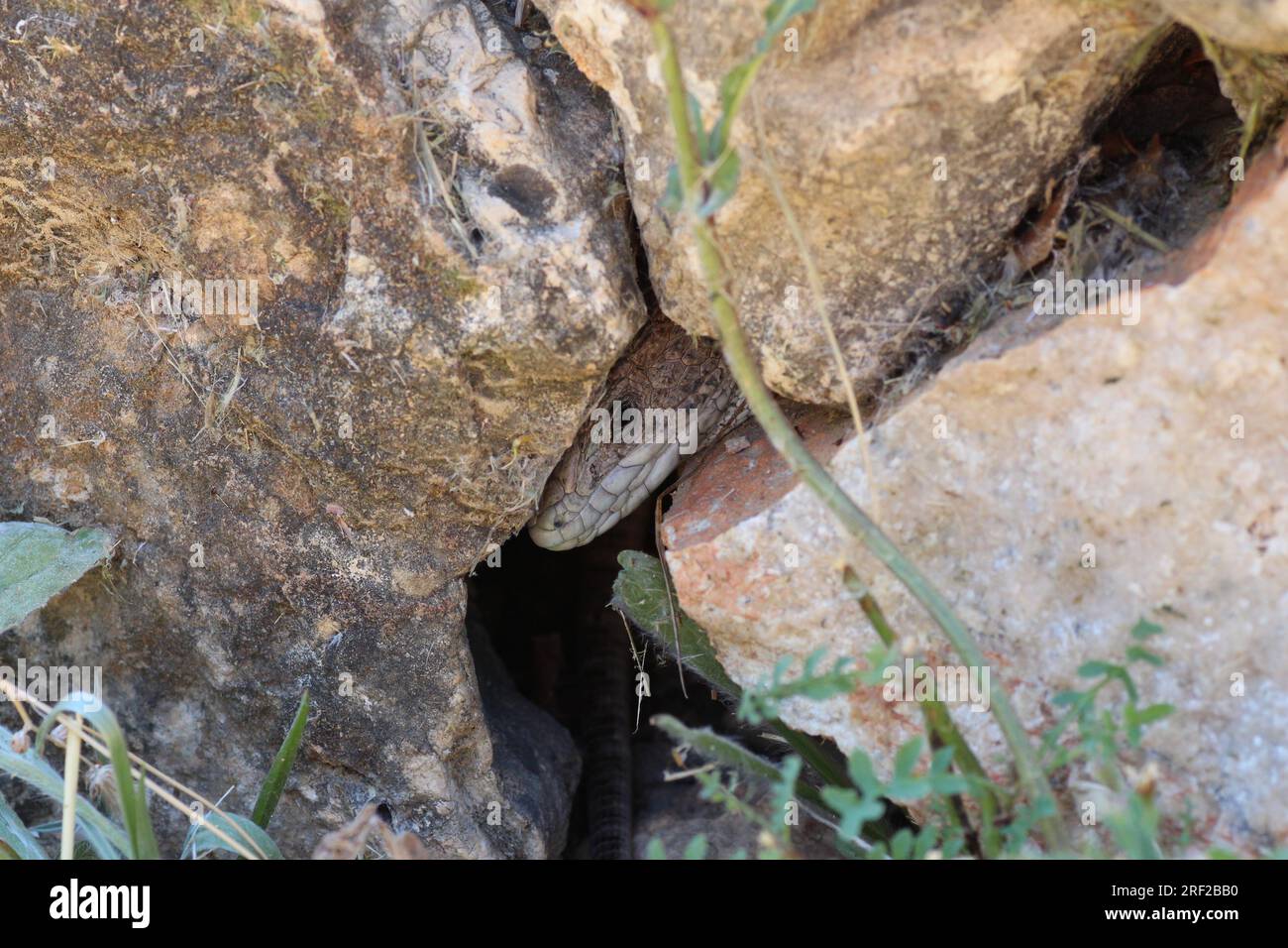 Ocellated Lizard che si nasconde Foto Stock