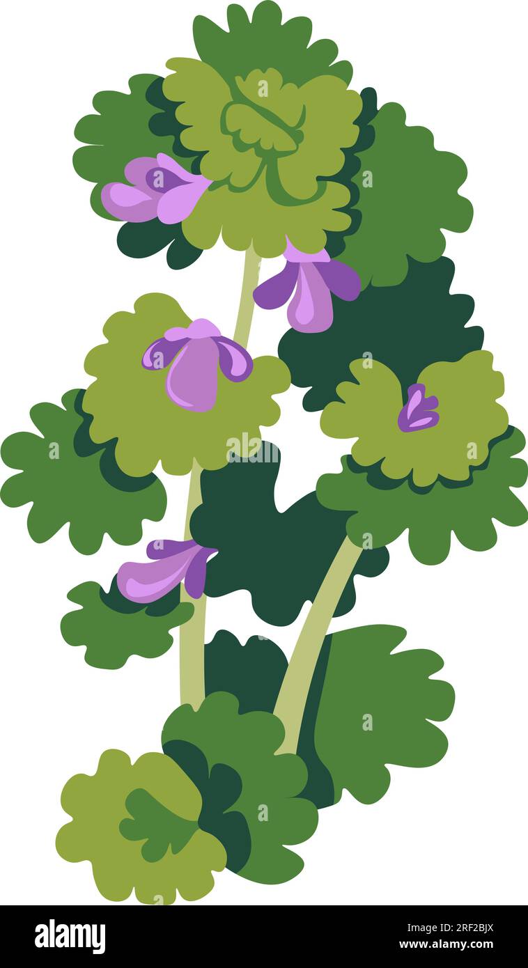 Arbusti di fiore in fiore, erba con fogliame Illustrazione Vettoriale