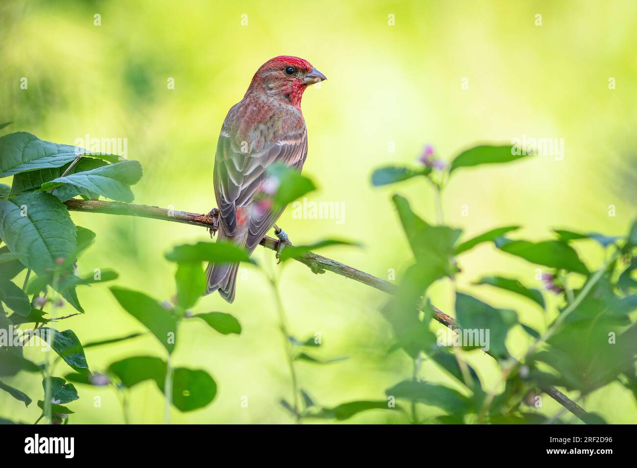 Immagine ravvicinata del finch rosa, un uccello passerino con schiena marrone e testa rossa, che si aprono su un ramoscello. Foglie verdi fresche intorno. Sfondo giallo. Foto Stock
