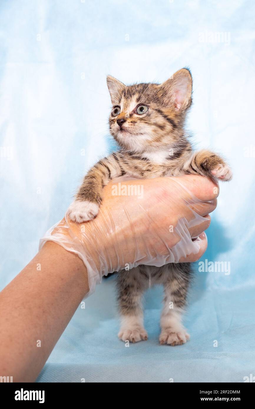 Un piccolo gattino grigio sulle gambe posteriori nelle mani di un veterinario in una clinica per esame, su sfondo blu. Salute di piccoli animali domestici. Foto Stock