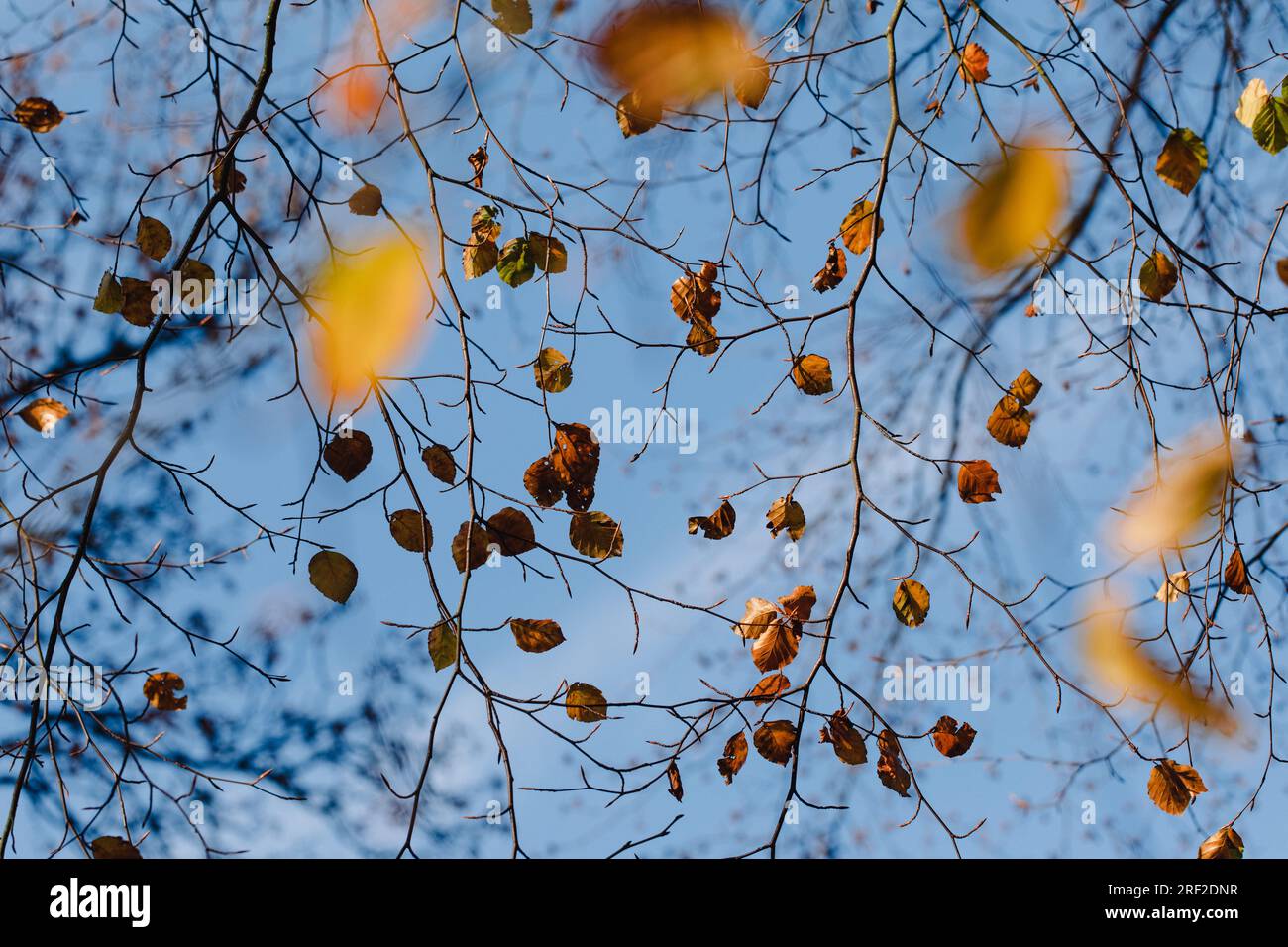 Foglie di faggio autunnale contro un cielo blu a Glasgow Foto Stock