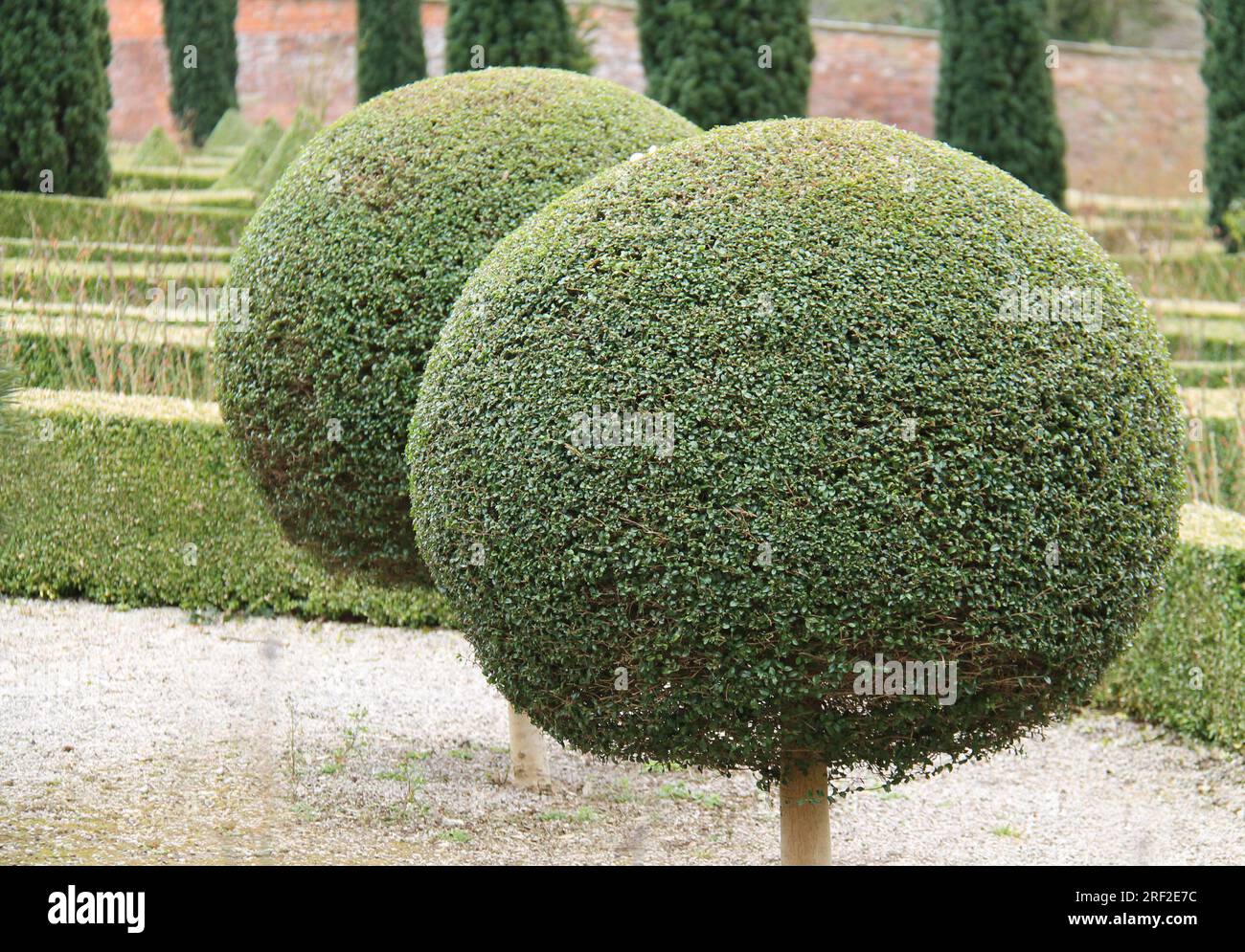 Due alberi da giardino a forma di palla topiaria a forma di lecca-lecca. Foto Stock