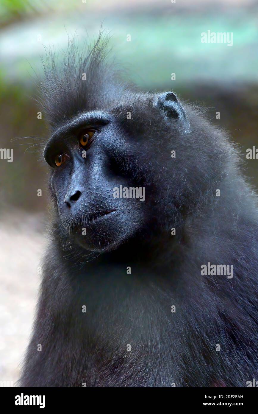 ritratto di una scimmia yaki (macaca nigra) sul recinto Foto Stock