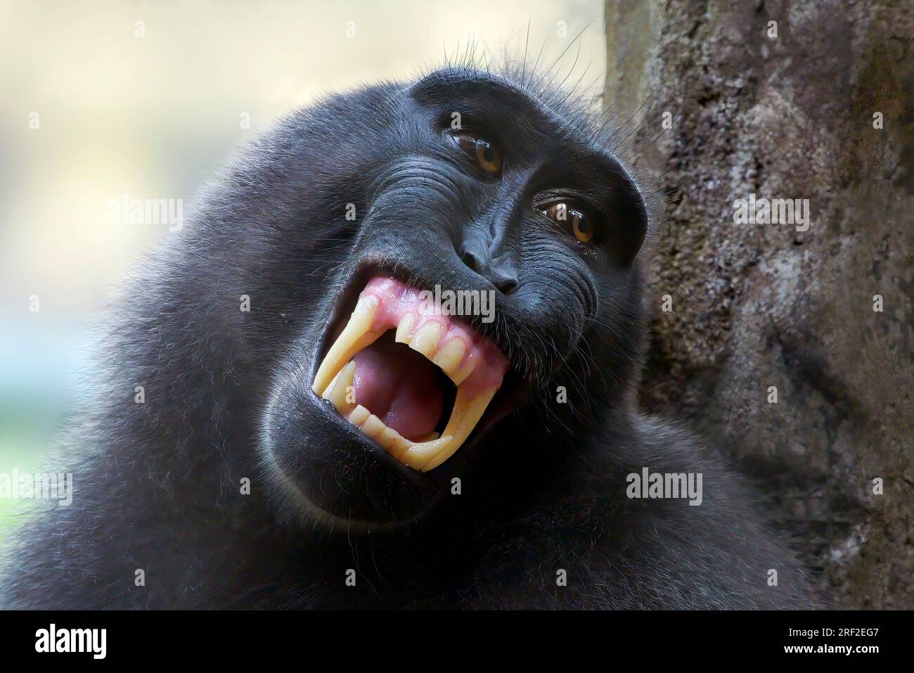 ritratto di una scimmia yaki (macaca nigra) sul recinto Foto Stock