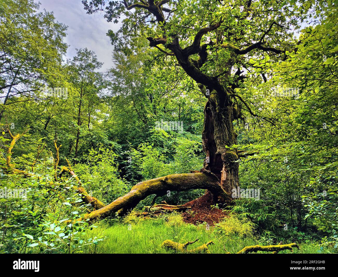 quercia (Quercus spec.), vecchio albero caduto a Urwald Sababurg, Germania, Assia, Naturpark Reinhardswald Foto Stock