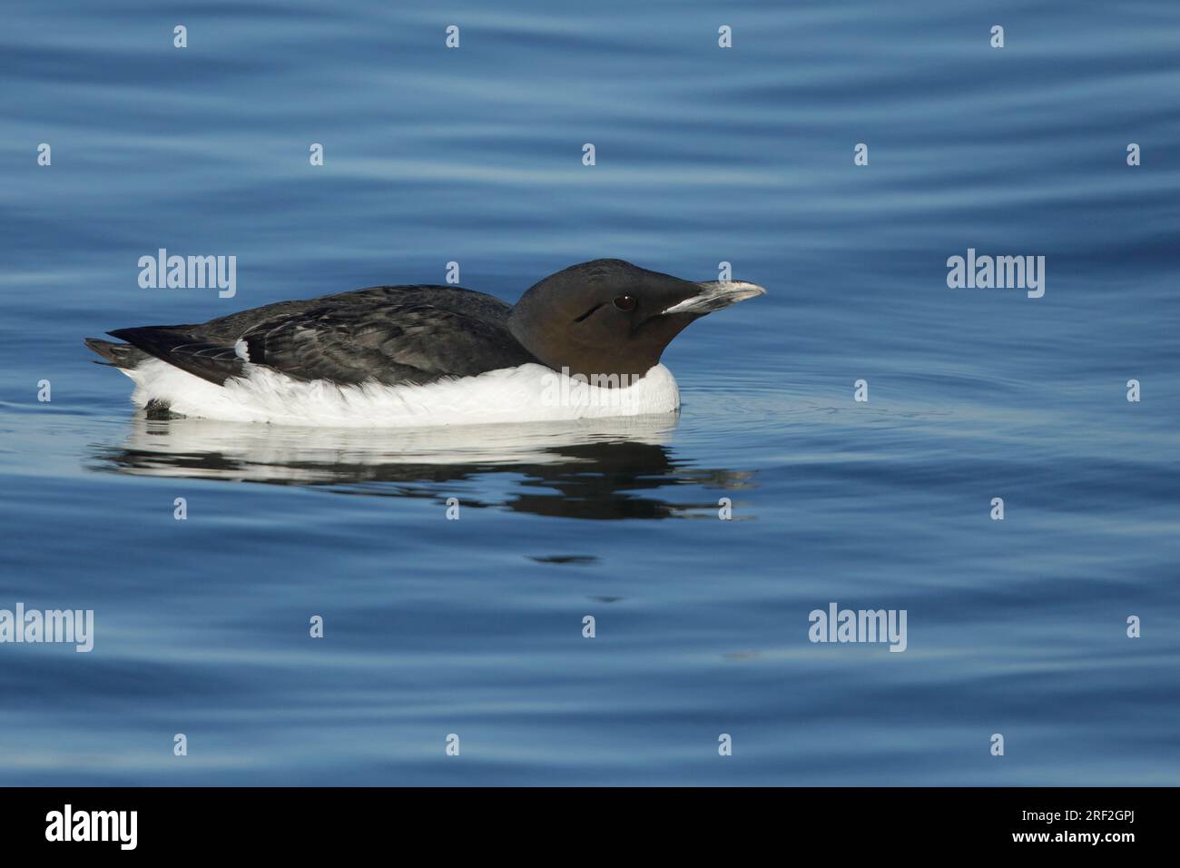 Bruennich's guillemot, Murre spessa (Uria lomvia), adulti che nuotano sul mare, USA, Alaska, penisola di Seward Foto Stock