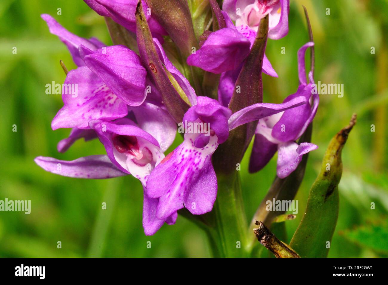 Early Marsh Orchid 'Dactylorhiza Incarnata', Fiori giugno, dune di sabbia e prati di sabbia umidi, Braunton Burrows, Somerset, UK Foto Stock