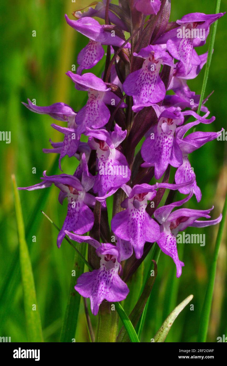 Southern Marsh Orchid 'Dactylorhiza praetermissa',Fiori giugno,dune di sabbia e prati umidi,Berrow, Somerset,UK Foto Stock