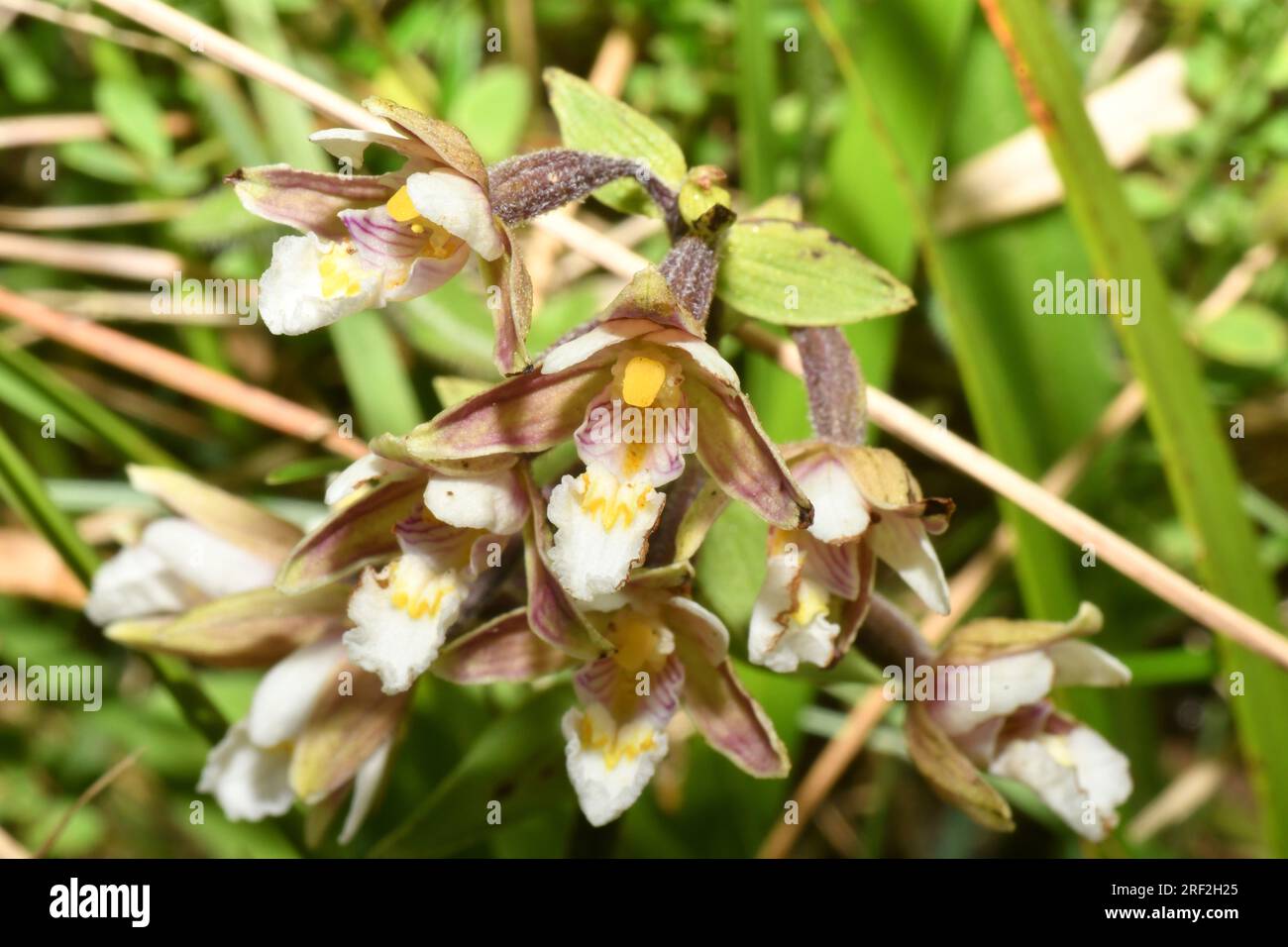 Marsh Helleborine ' Epipactis palustris', famiglia Orchidea, Fiori luglio agosto, in zone umide paludose , Morgans Hill, Wiltshire, Inghilterra Foto Stock