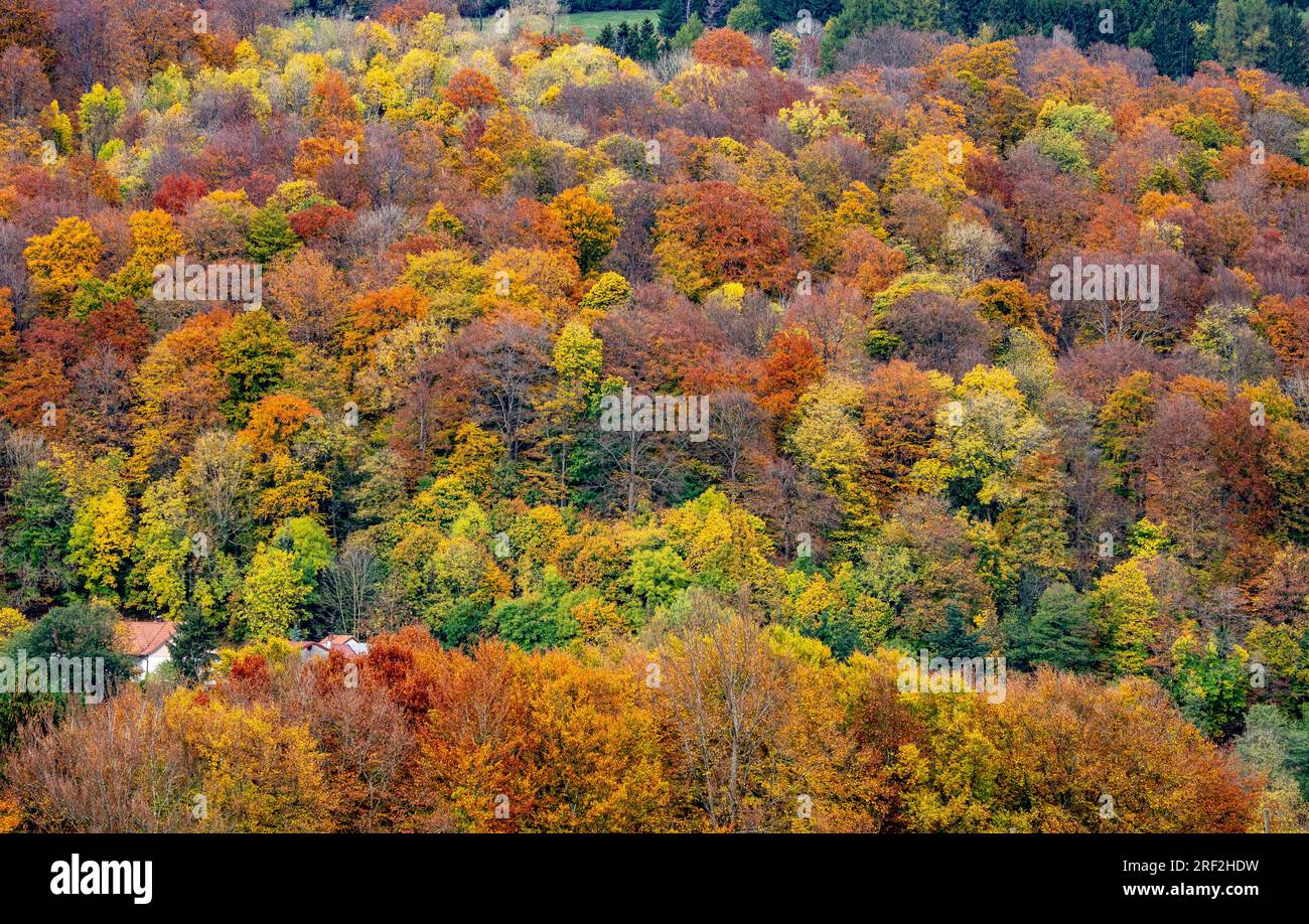 Foresta autunnale, foto aerea, Germania, Baviera, bassa Franconia, Unterfranken, Rhoen Foto Stock