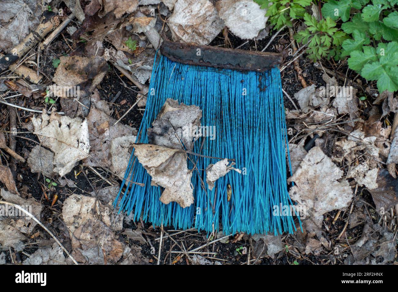 Setole di plastica di una scopa su terreno forestale, Germania Foto Stock