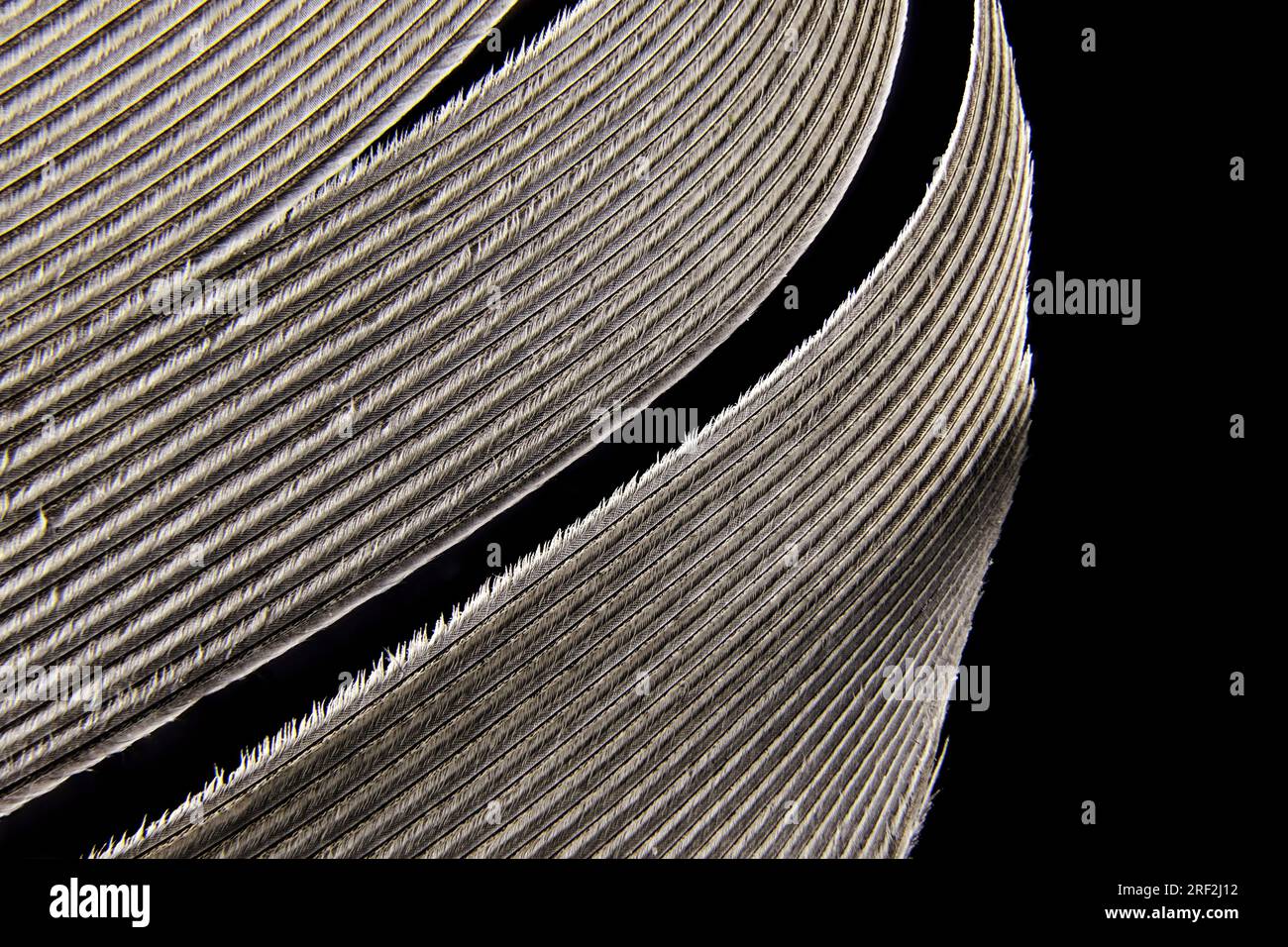 dettaglio della piuma di un'anatra Foto Stock