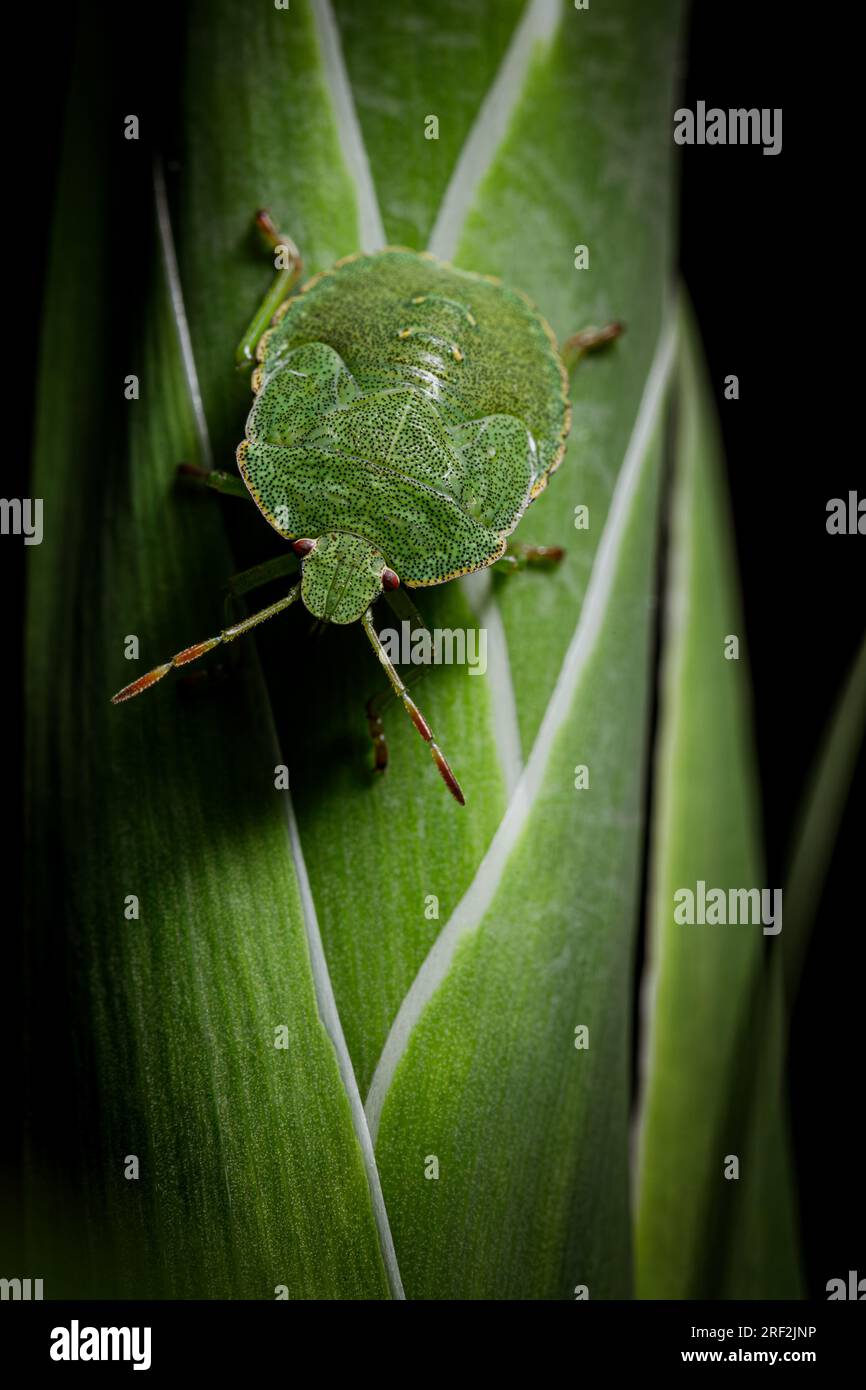 Primo piano macro di un comune bug dello scudo verde Foto Stock