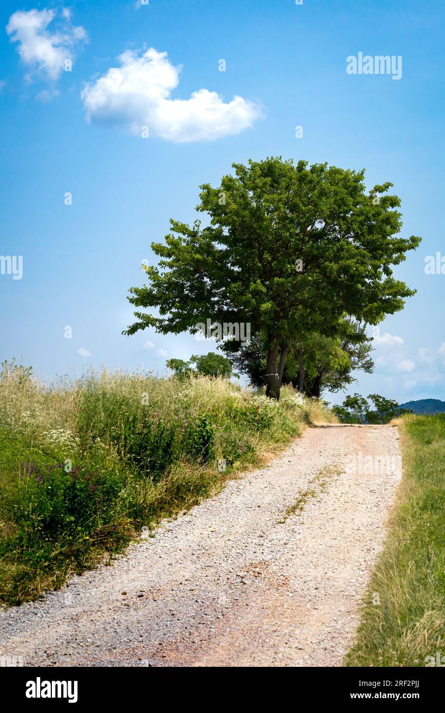 Idilliaco paesaggio panoramico, tra alberi solitari, strada di campagna, campi verdi con lo sfondo blu cielo e nuvole bianche, Serbia Foto Stock