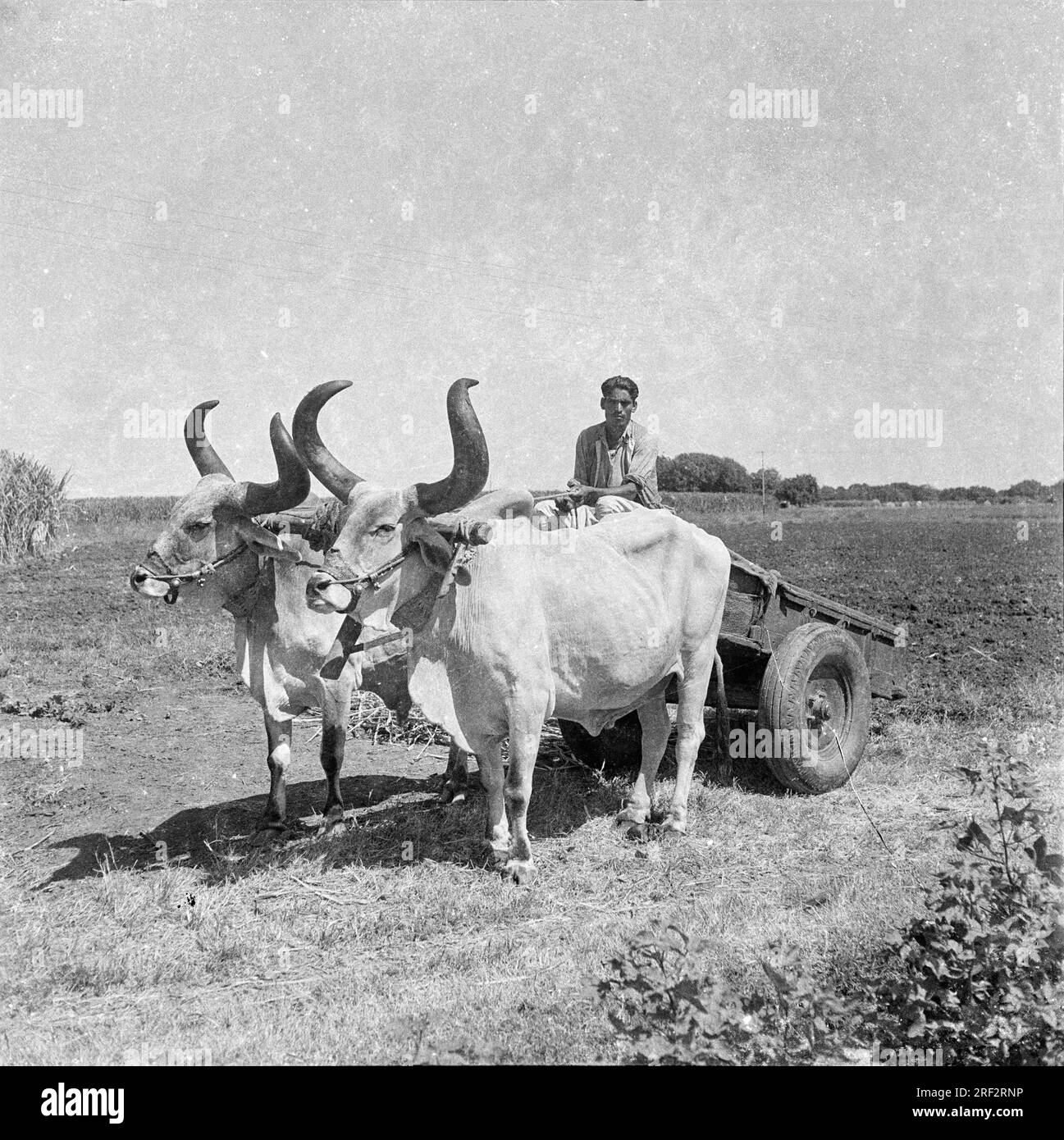Vecchia foto vintage in bianco e nero degli anni '1900 di un carretto da bullo da campo indiano India anni '1940 Foto Stock