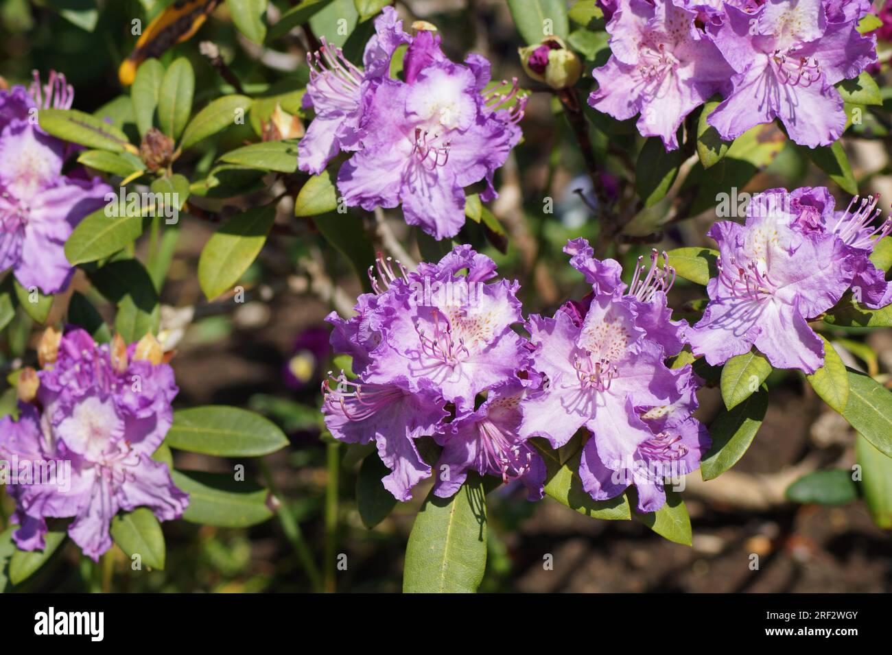 fiore rosa del rododendro catawba Foto Stock